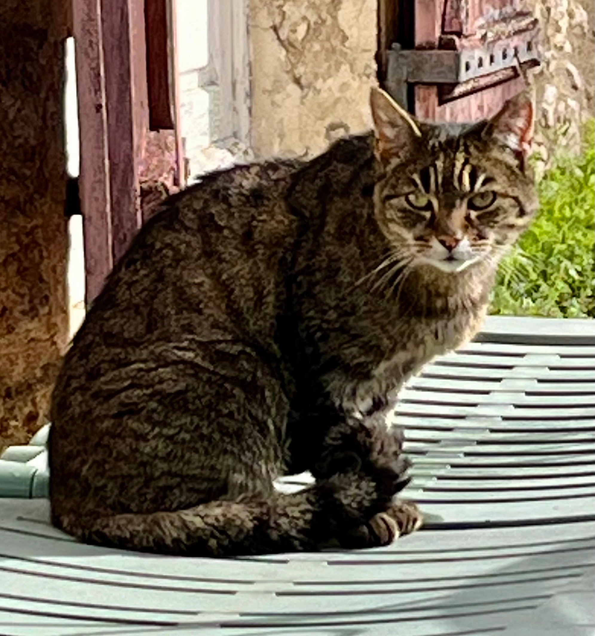 Gribouille  - 2364 Rue Paulin Labarre, Olivet