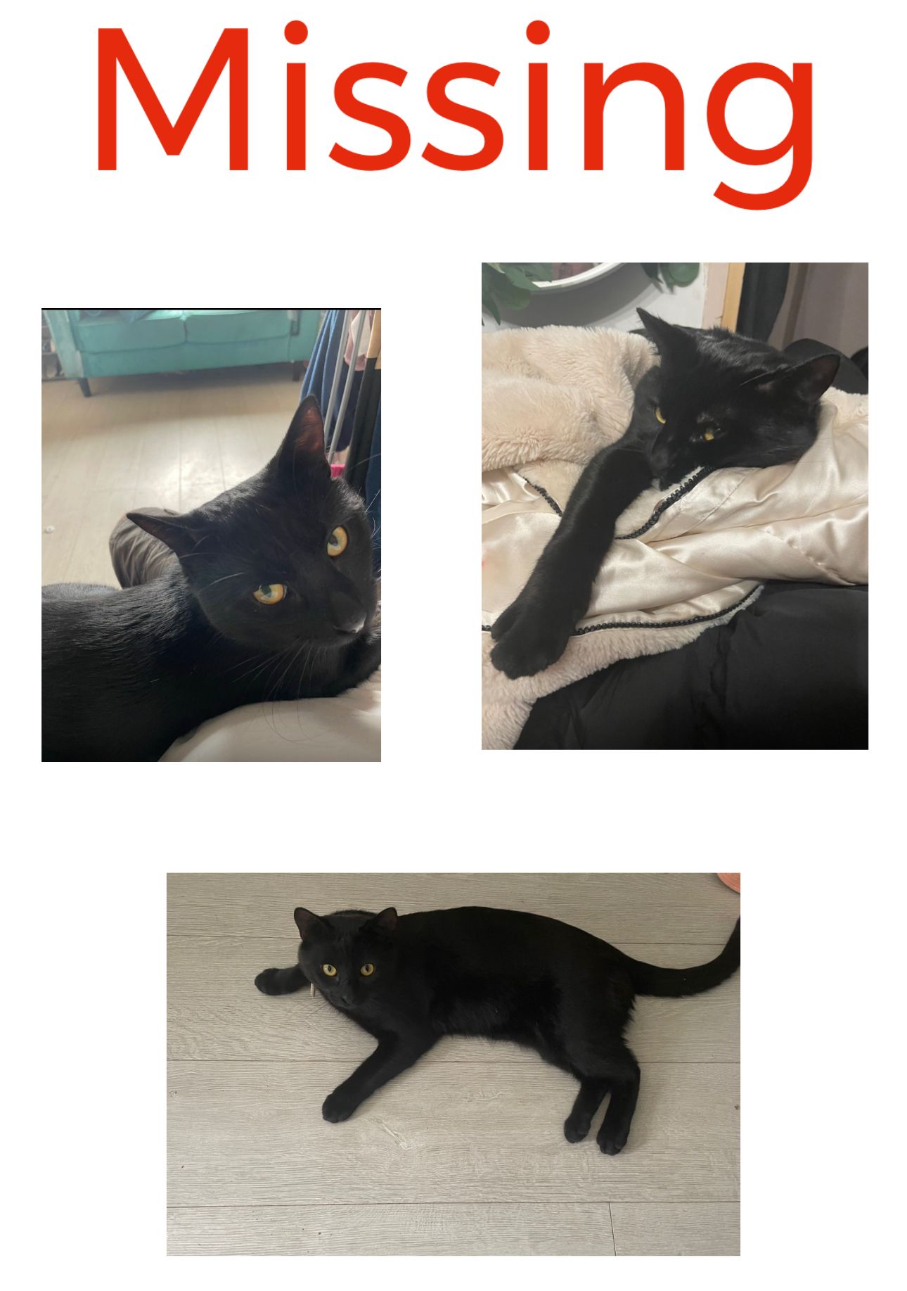 Arnie - Sunningdale Avenue, Lowestoft