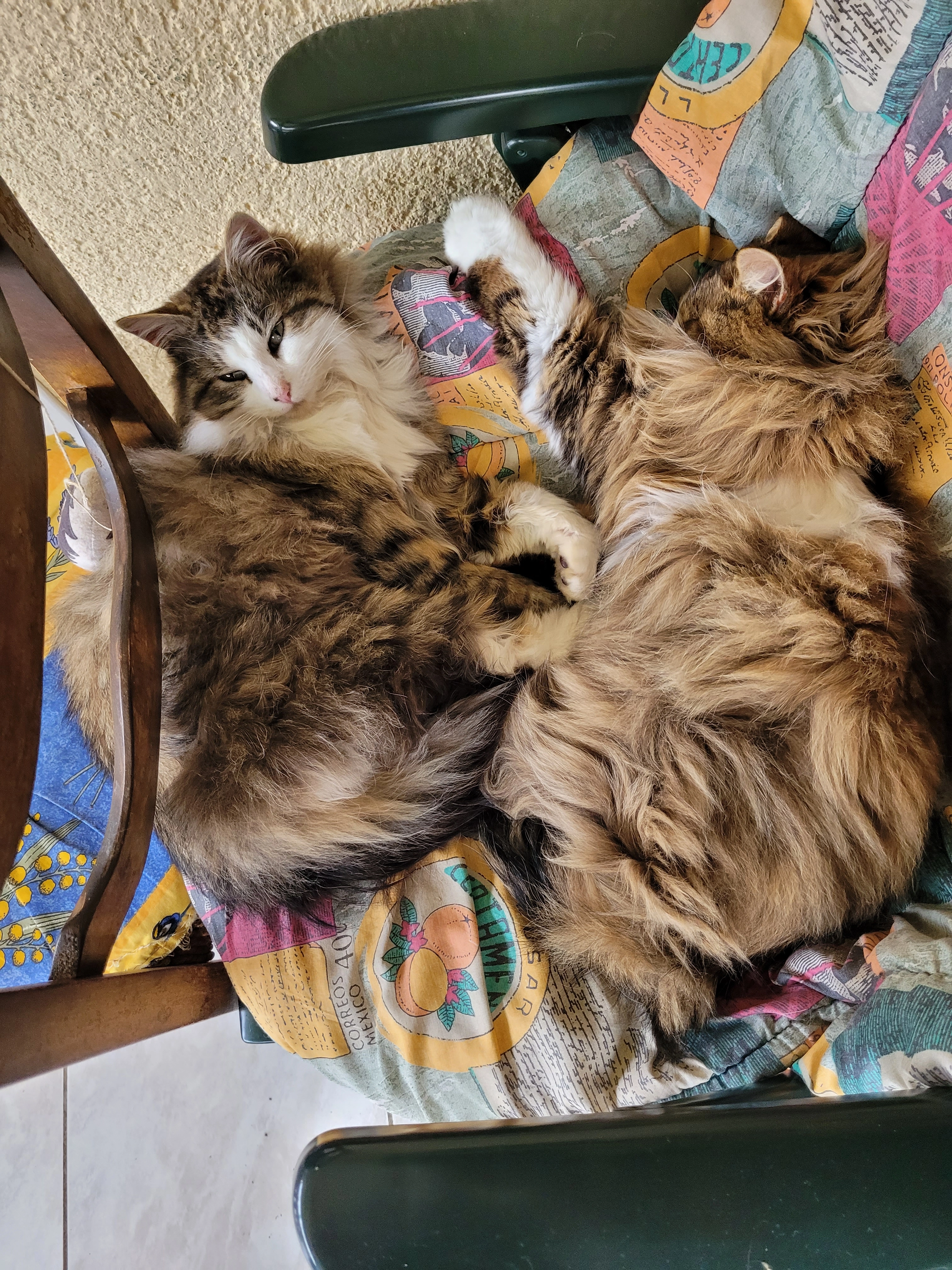 3 chats disparus le même jour  - Route Du Barrage, Éguzon-Chantôme
