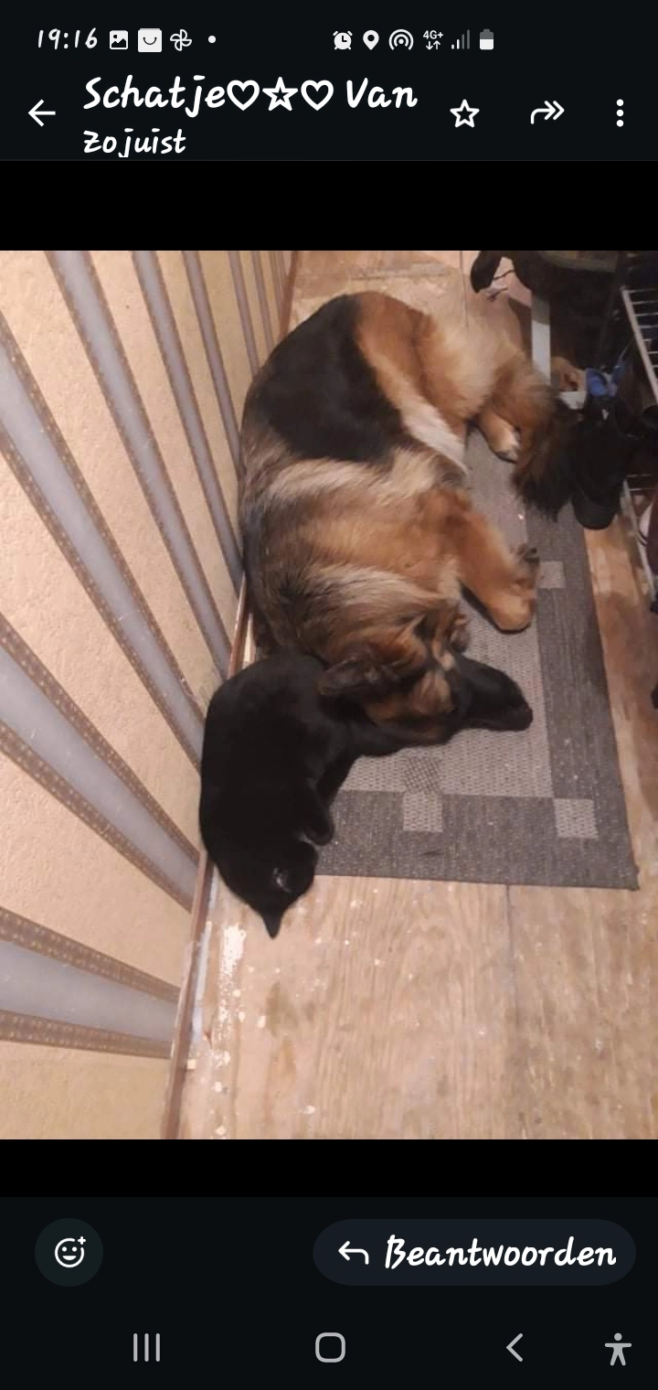 Sabba - Molièreweg, Rotterdam