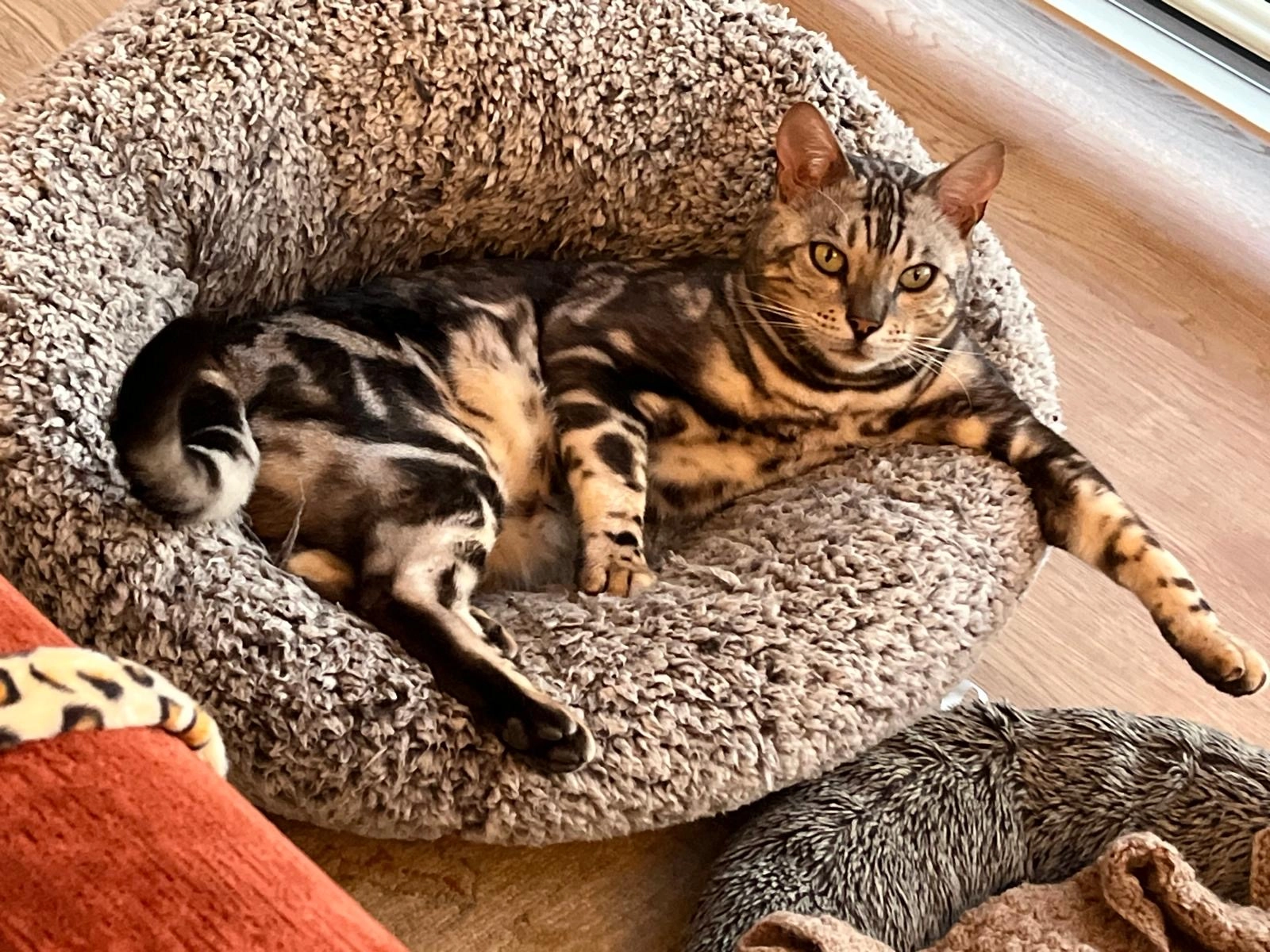 Bruno - Beechfield Gardens, Spalding