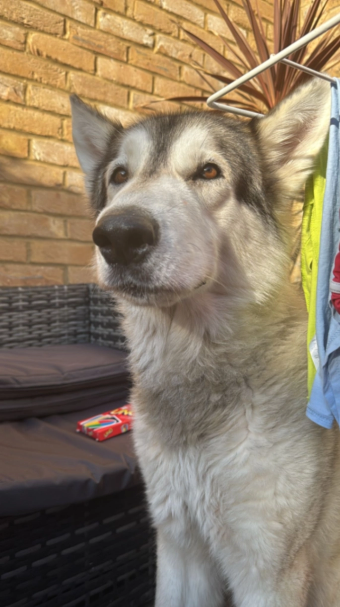 Spike - Edgehill Road, Mitcham