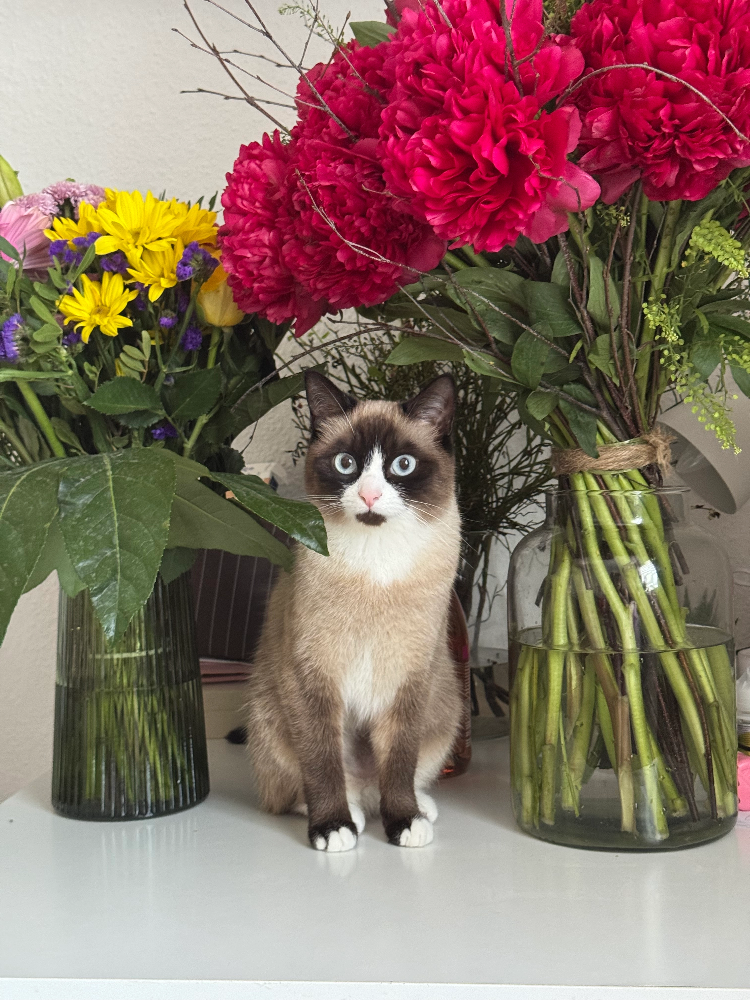 Mia - Zum Ommelstal, Pulheim