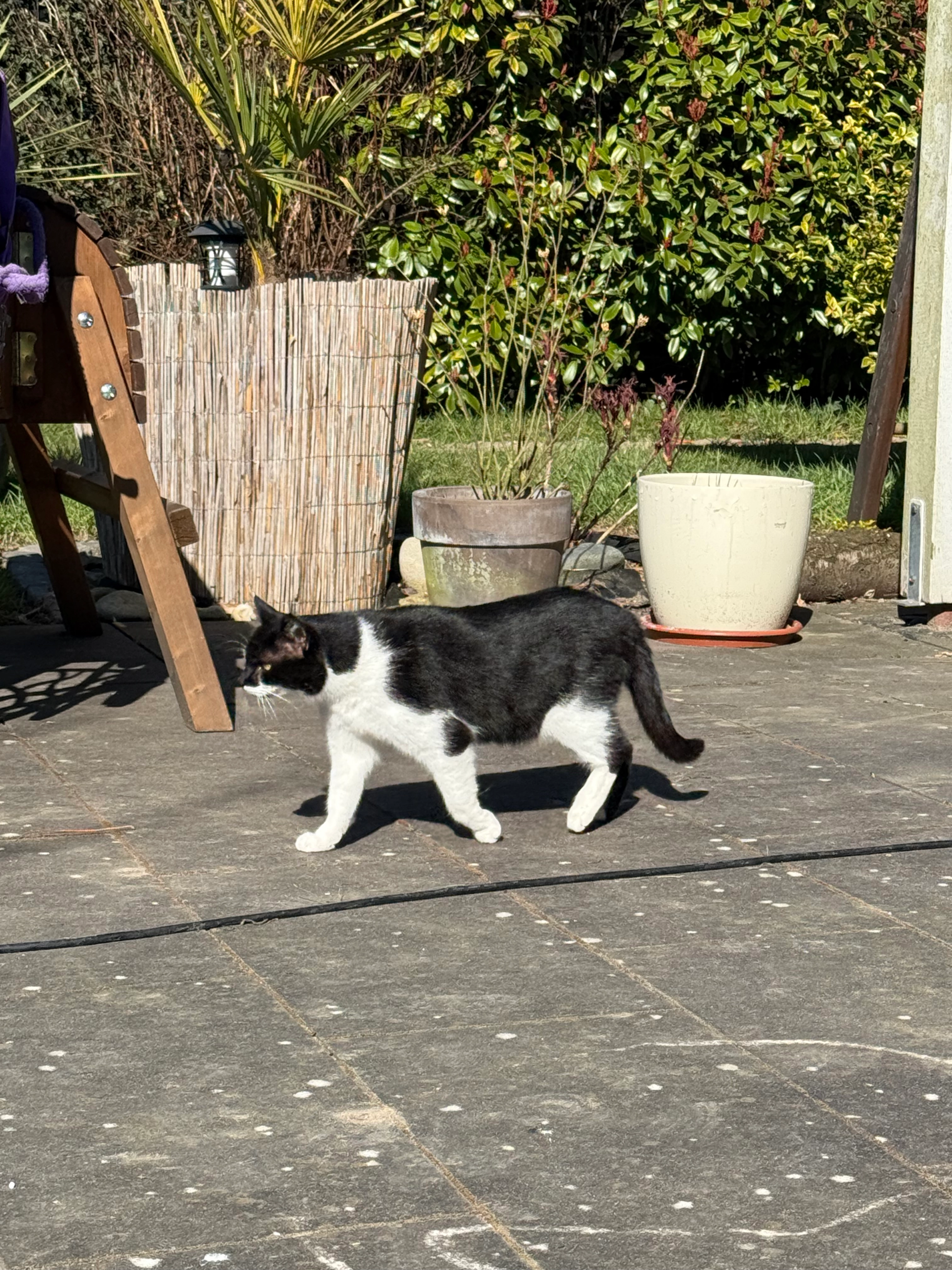 Sissi - Kappenberger Feld, Münster