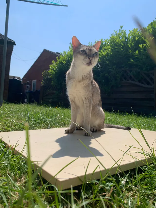 Mia - Langstone Court, Aylesbury