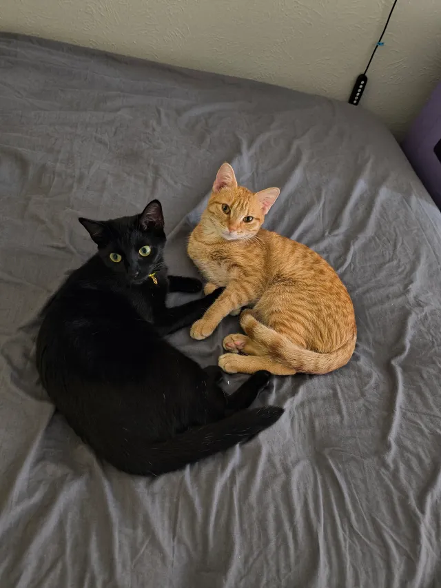 Michy y canche - Clydedale Dr, Dallas