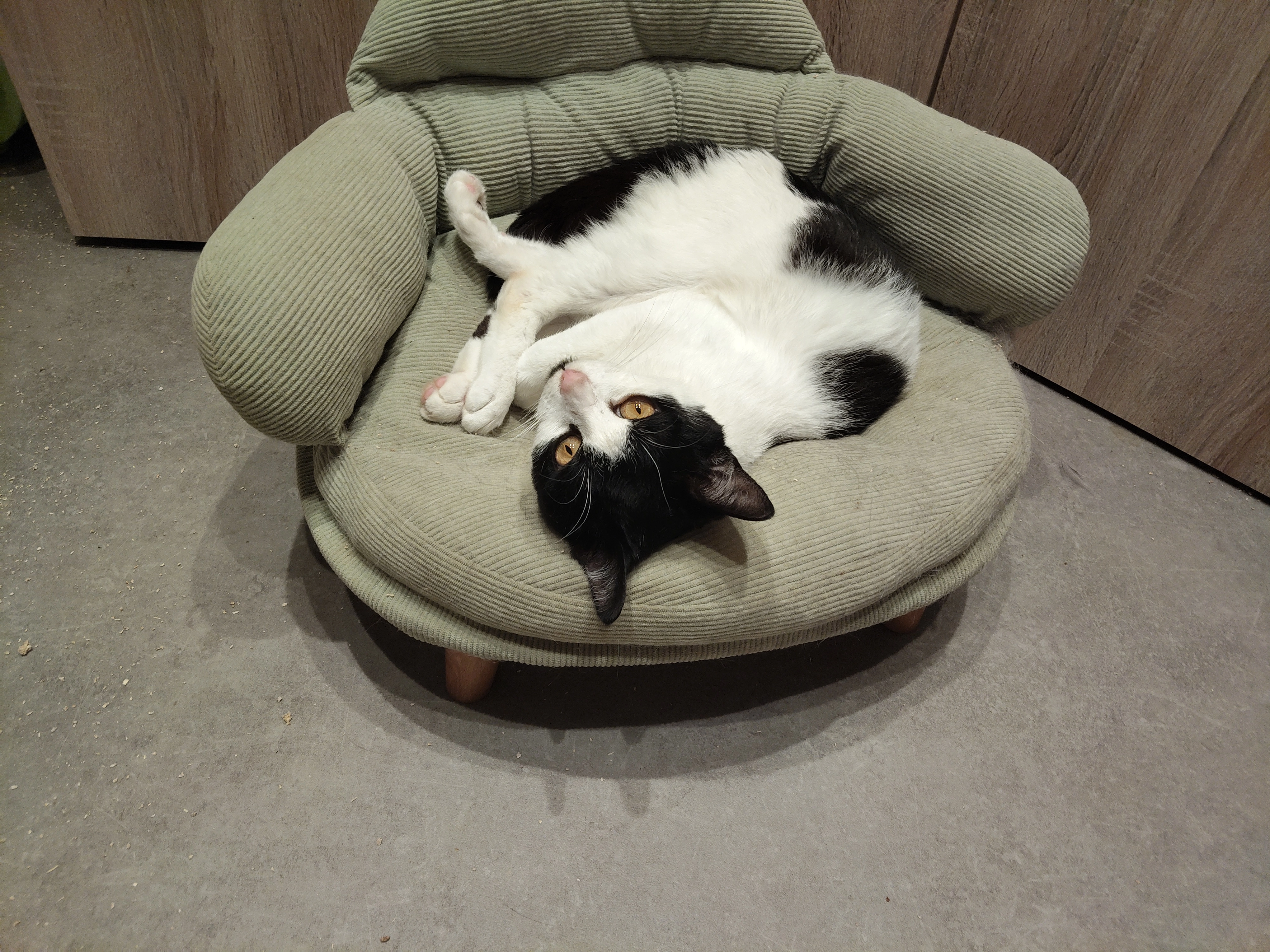 Erwin  - Launer Ring, Zschopau