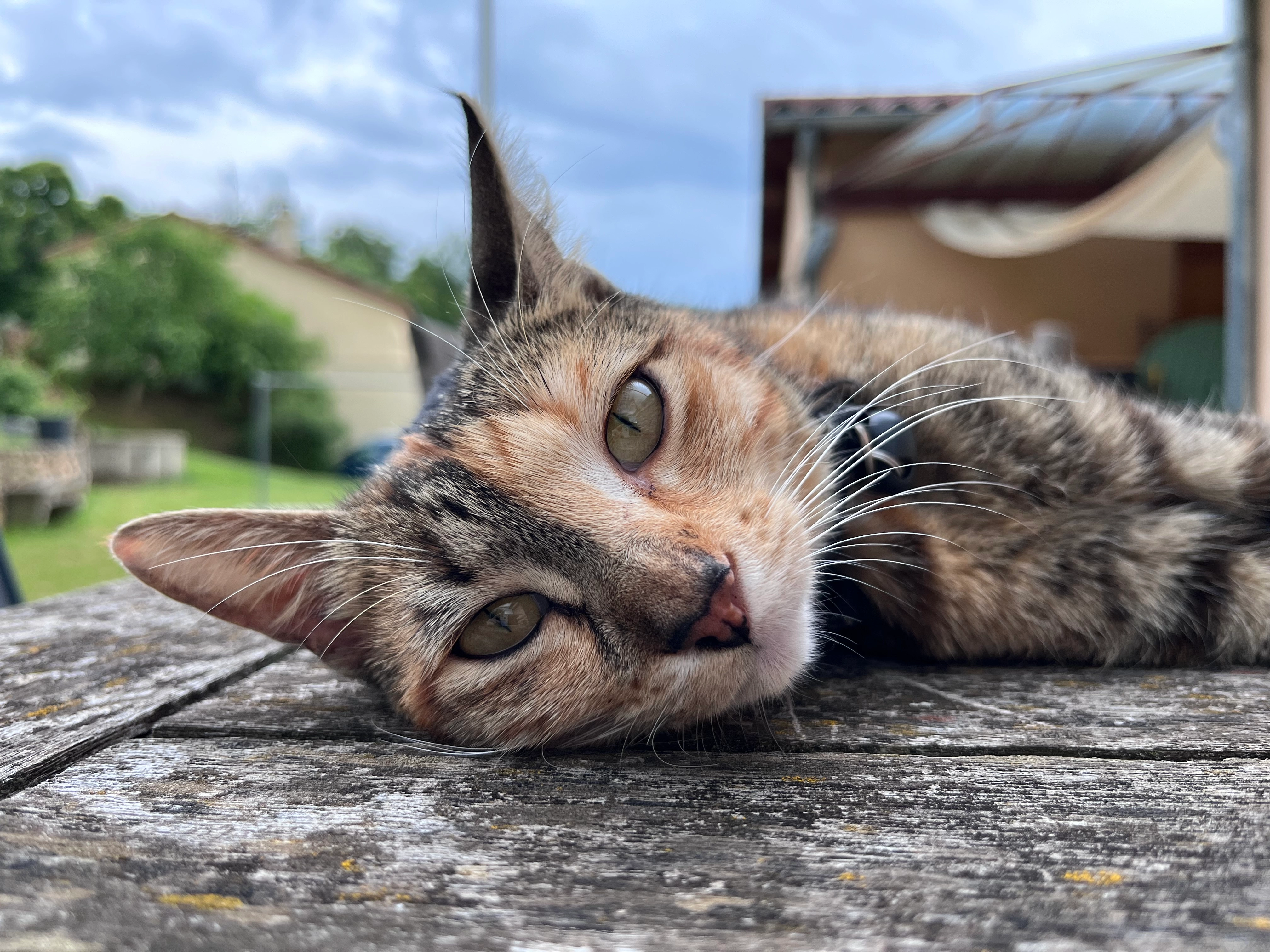 Victoire - Chemin des Tourettes, Longes