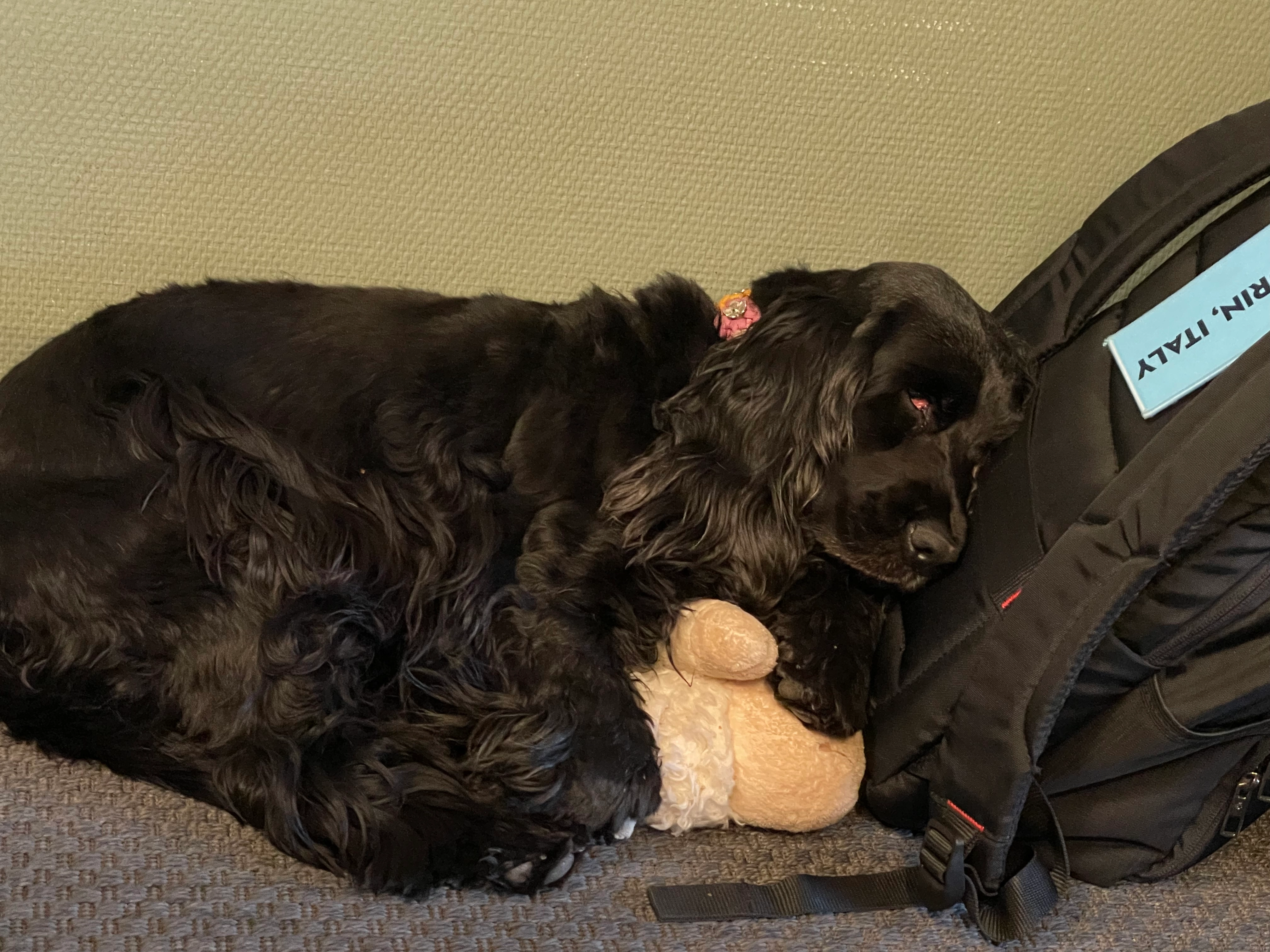 Zwart - Steinerbos, Hoofddorp