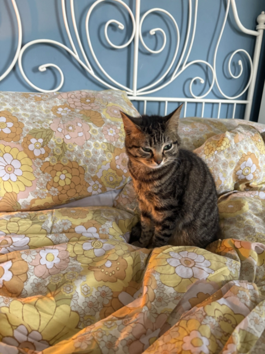 Stout - Waveney Avenue, Belfast