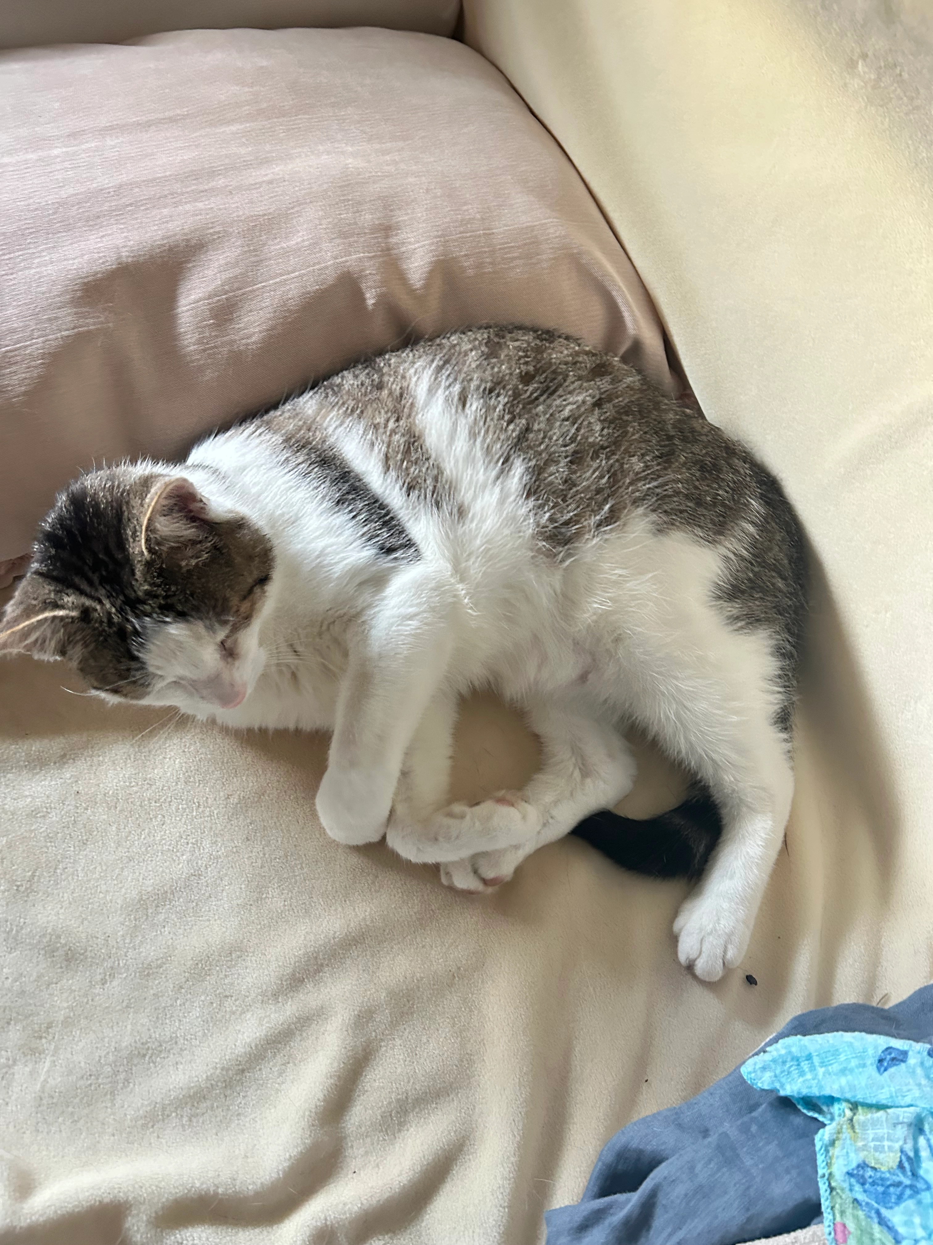 Clyde - 90431, Nürnberg