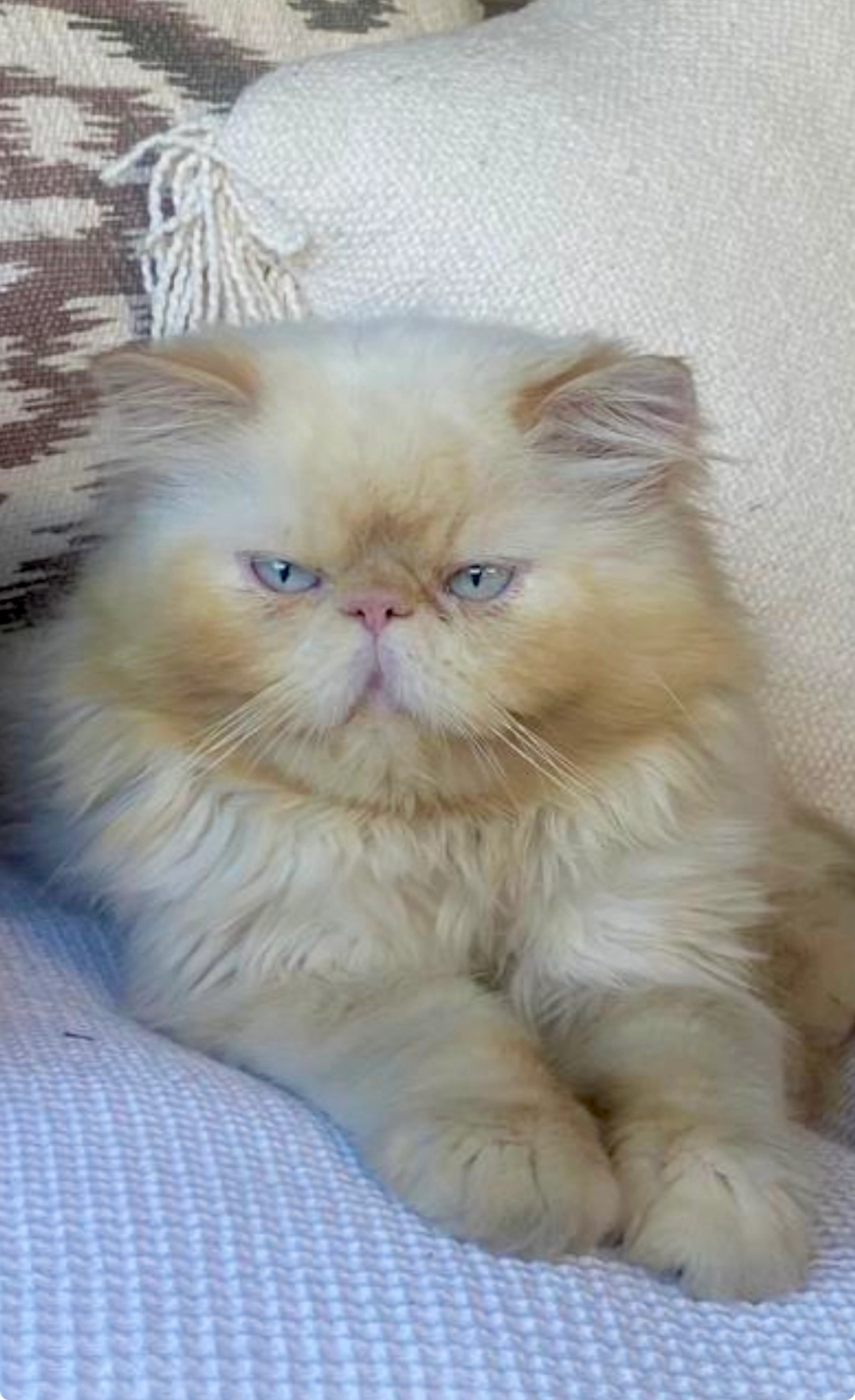 Joe - 56 Route du Val de Gorbio, Menton