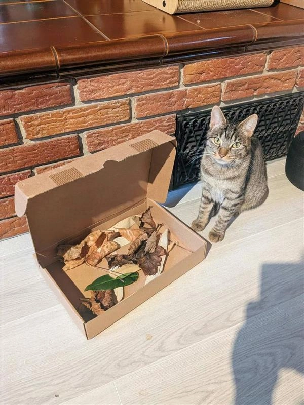 Lyra - Elfmorgen, Tübingen