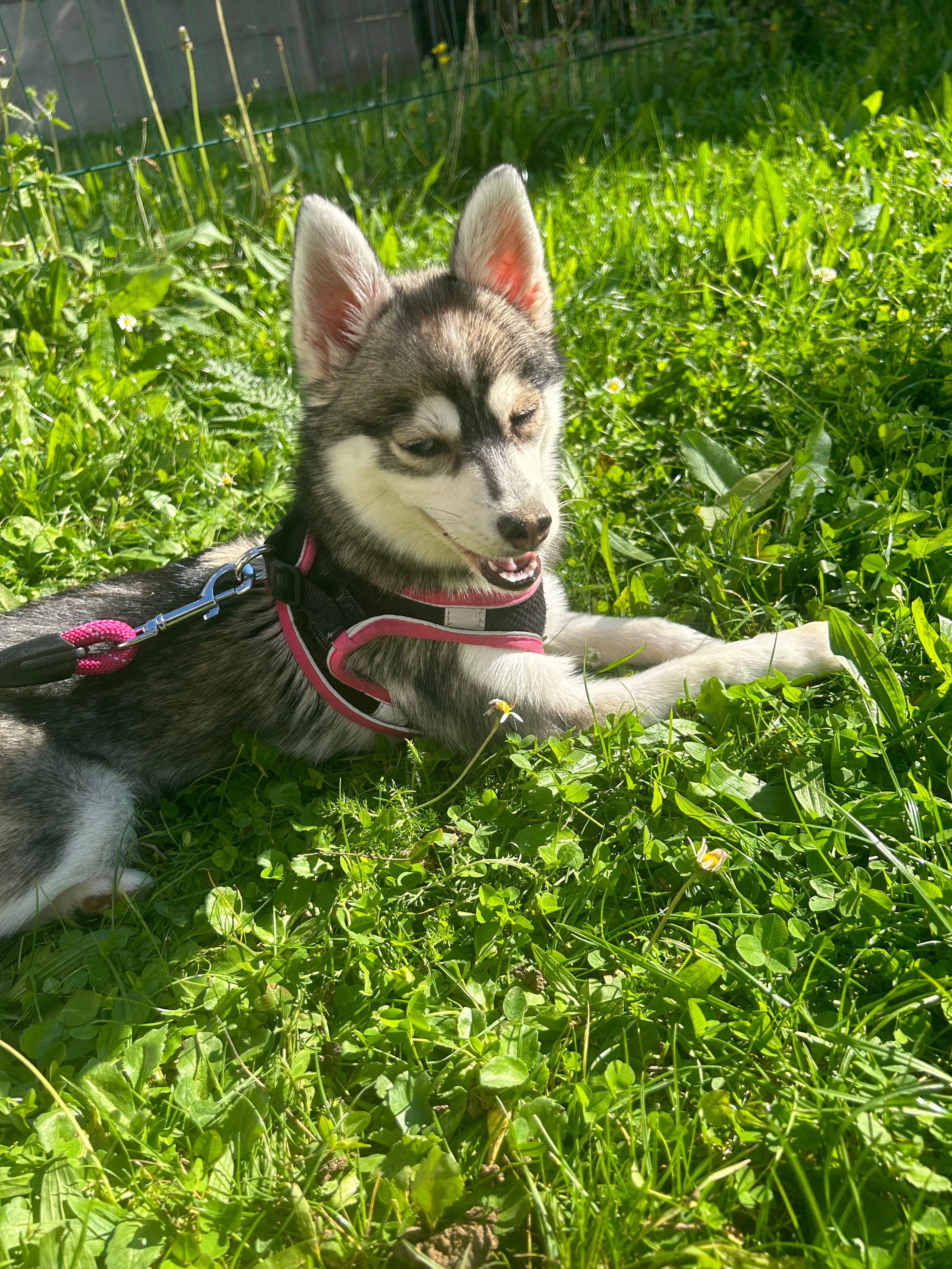 Vesna  - Avenue du Général de Gaulle, Arpajon