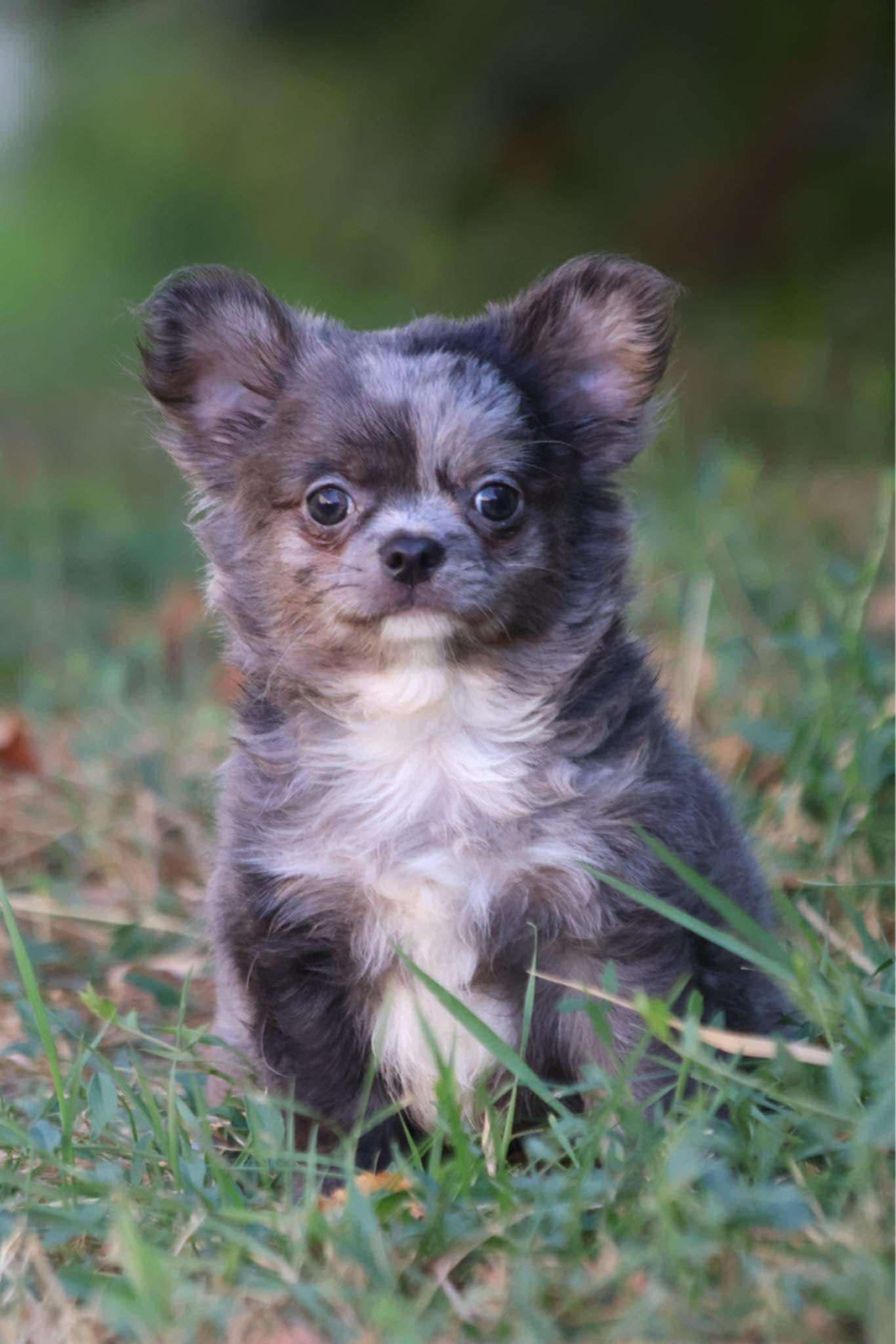 Flecki  - Steinbauergasse, Wien