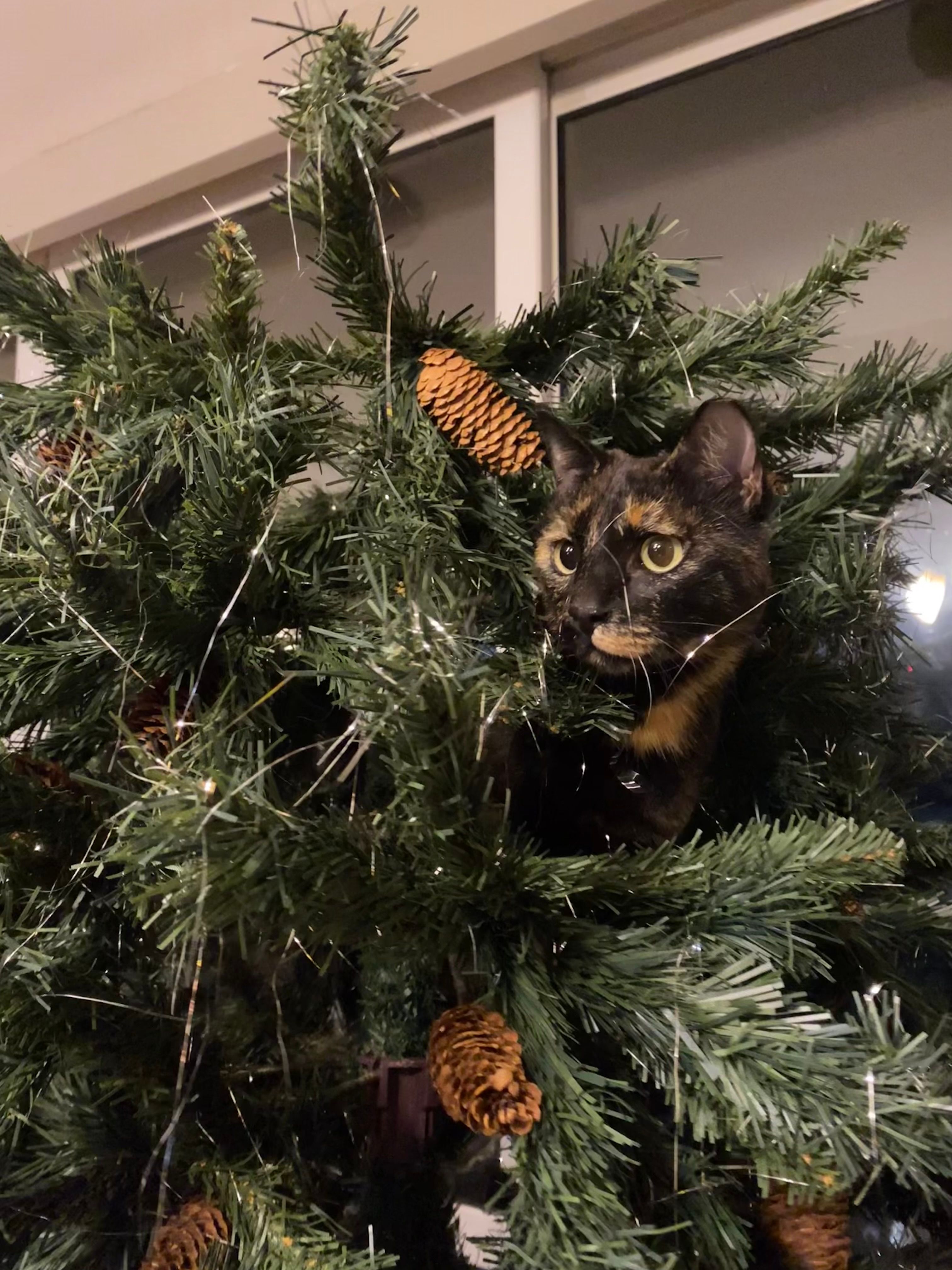 Dori  - Ήρας , Vrilissia