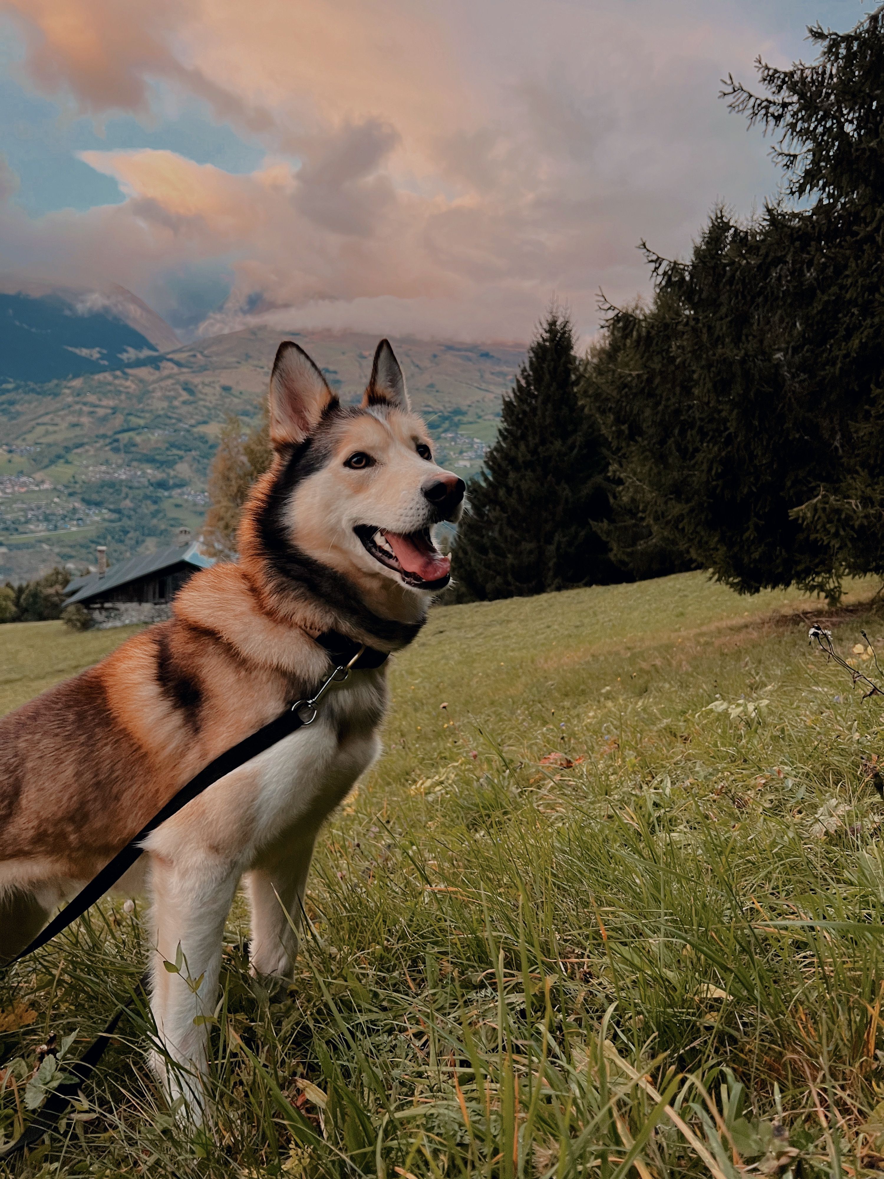 Balto - Rue De La Porte De Paris, Les Molières