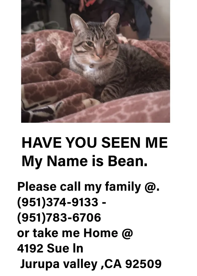 Bean - 4192 Sue Ln, Jurupa Valley