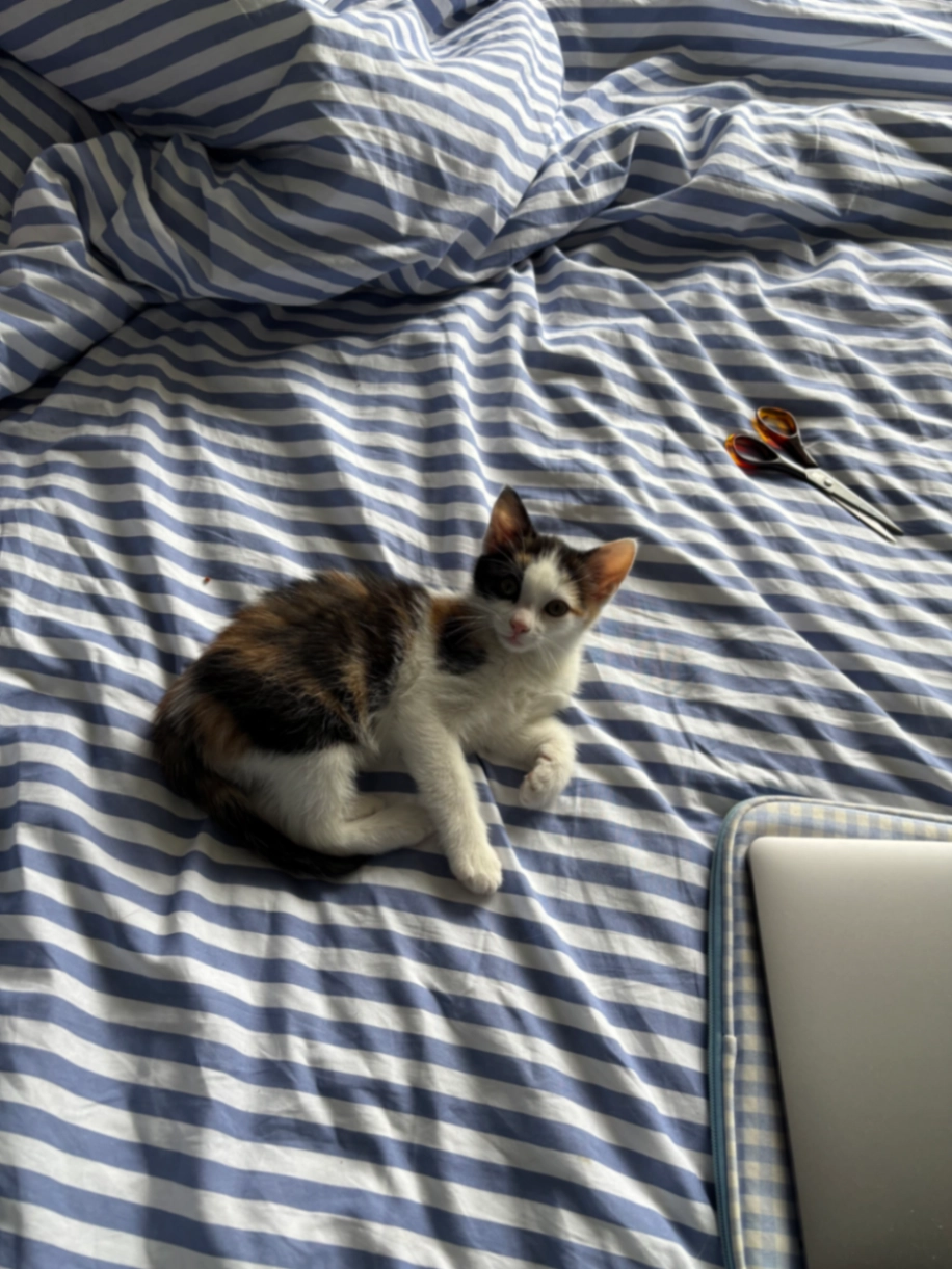 Ketoo - Bisschop Lindanusstraat, Venlo