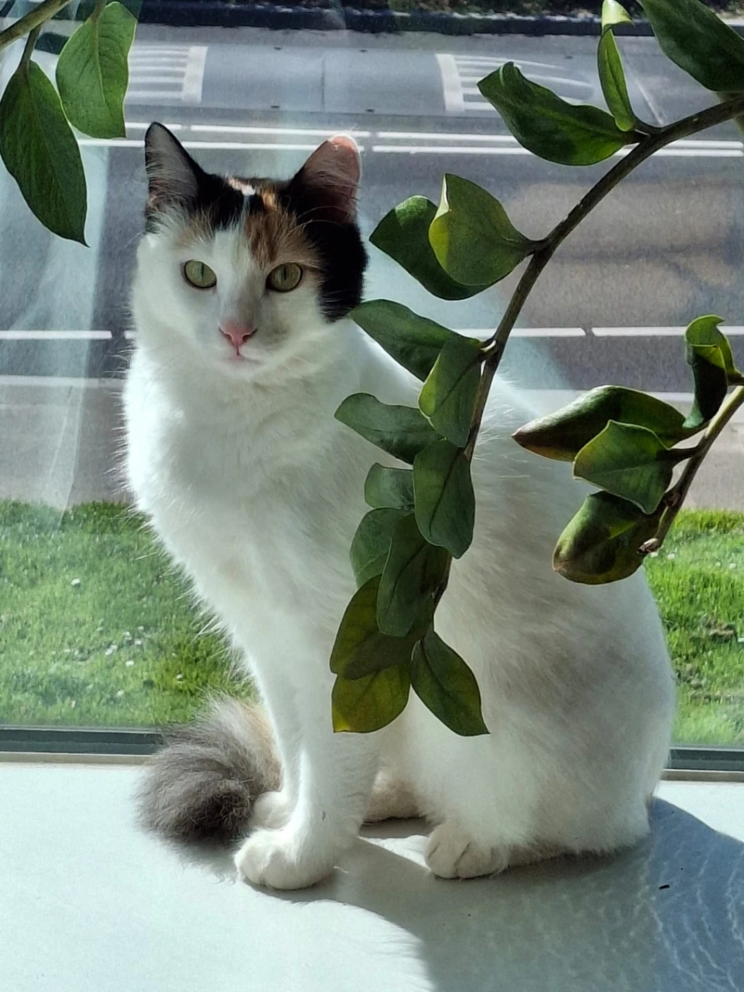 Freya - van Hogendorplaan, Vlaardingen