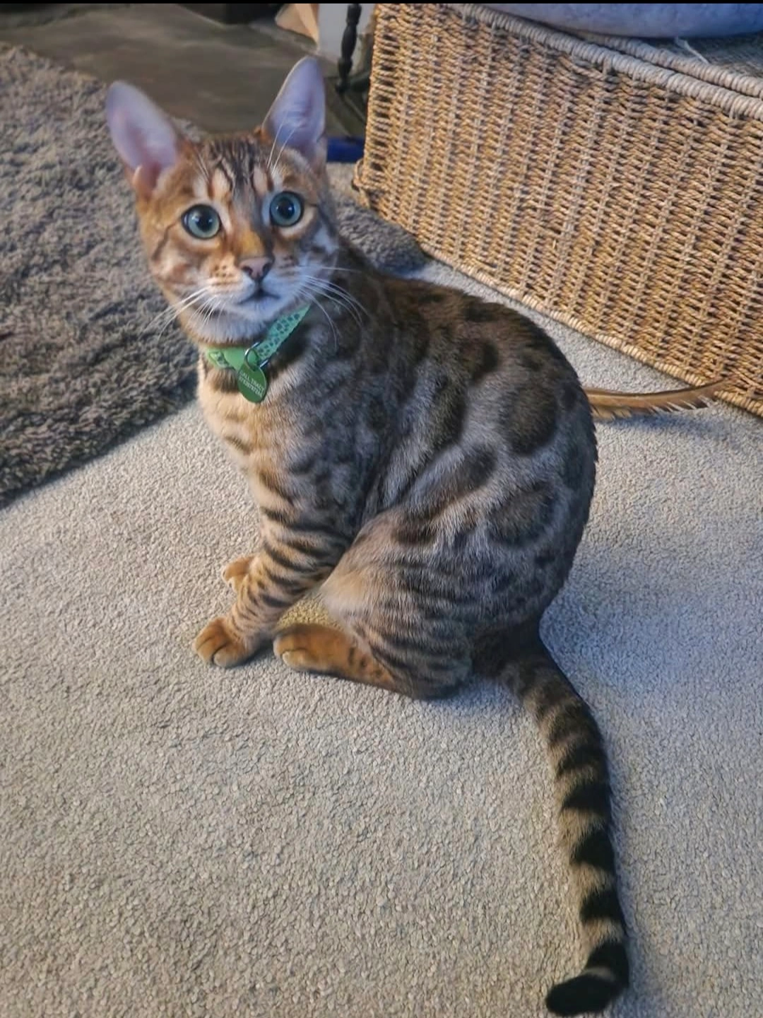 Teeka - LN4 3, Lincoln