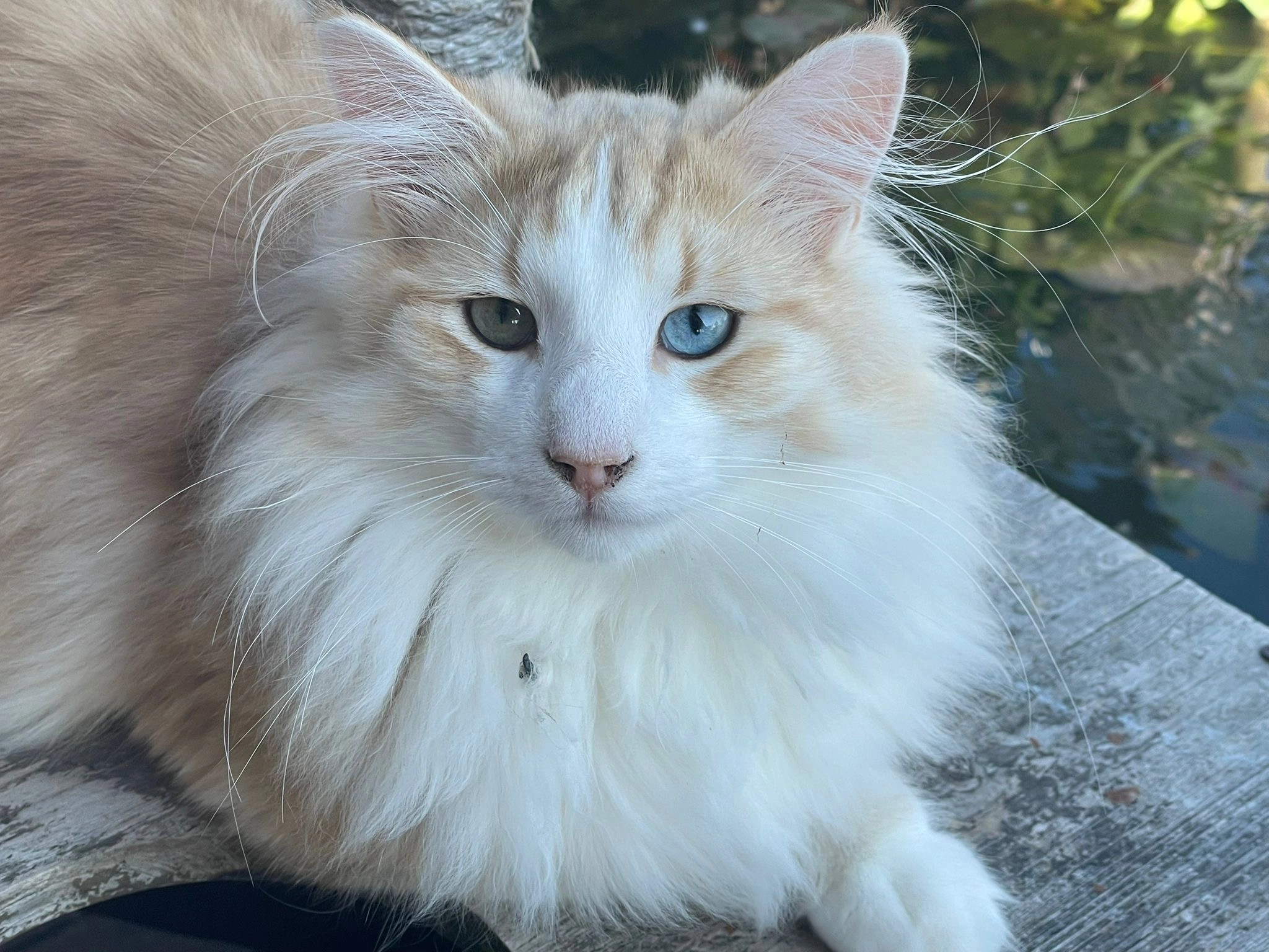 Lenny - Zofingerstrasse 18K, Oftringen