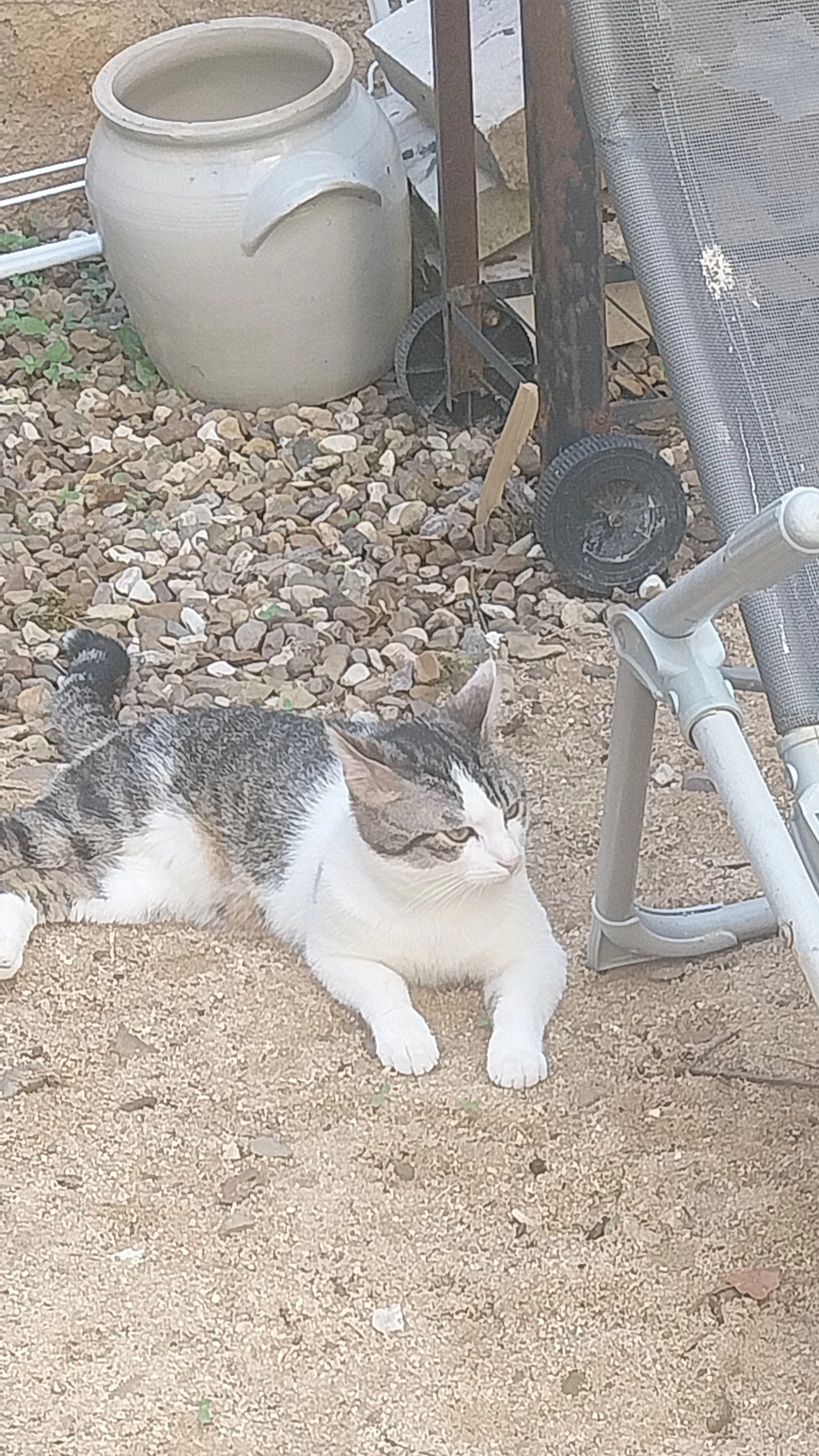 Tacos - 17 Rue Vauban, Auxonne