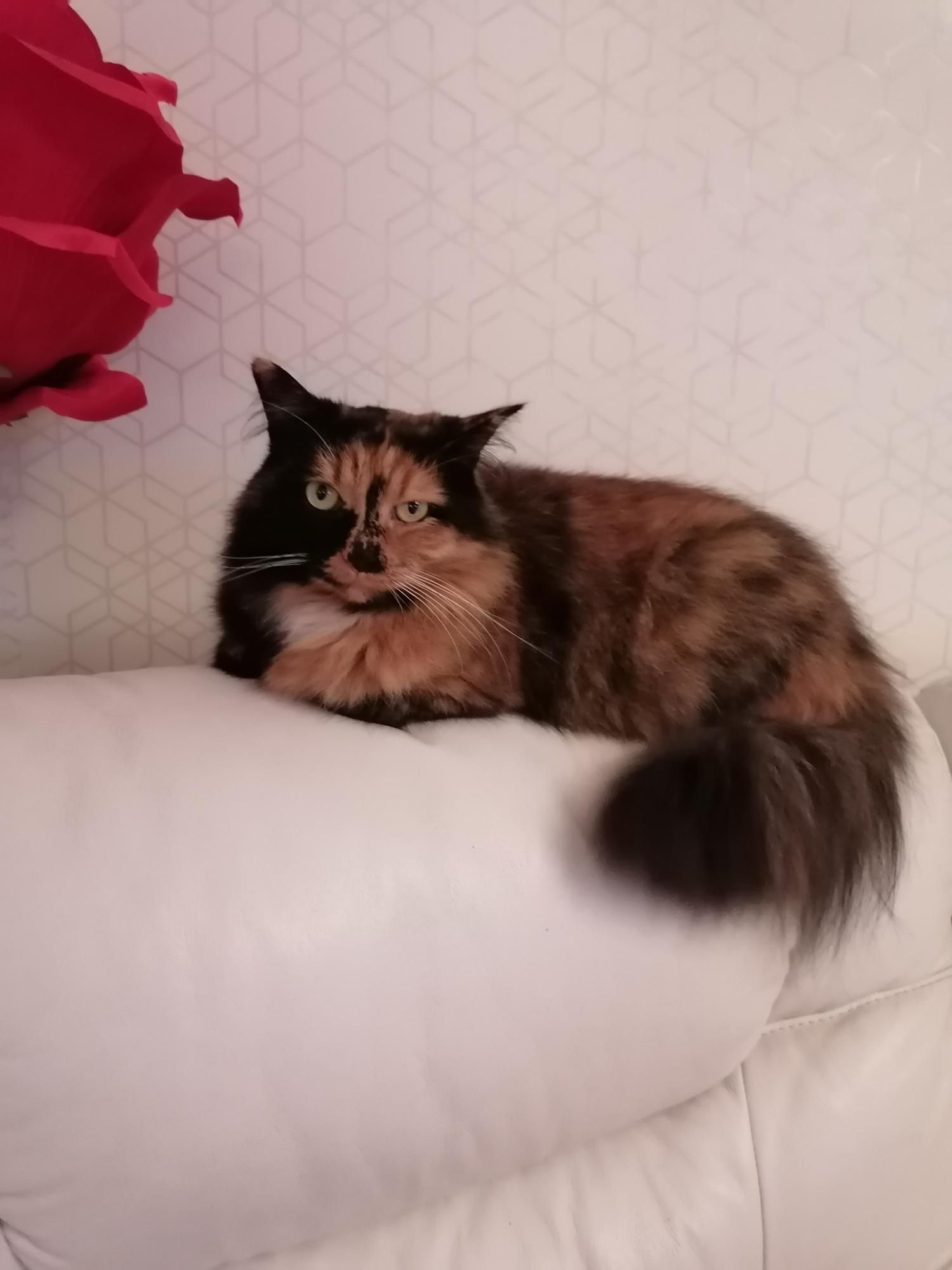 Croquettes - Rue de Bourgogne, Compiègne