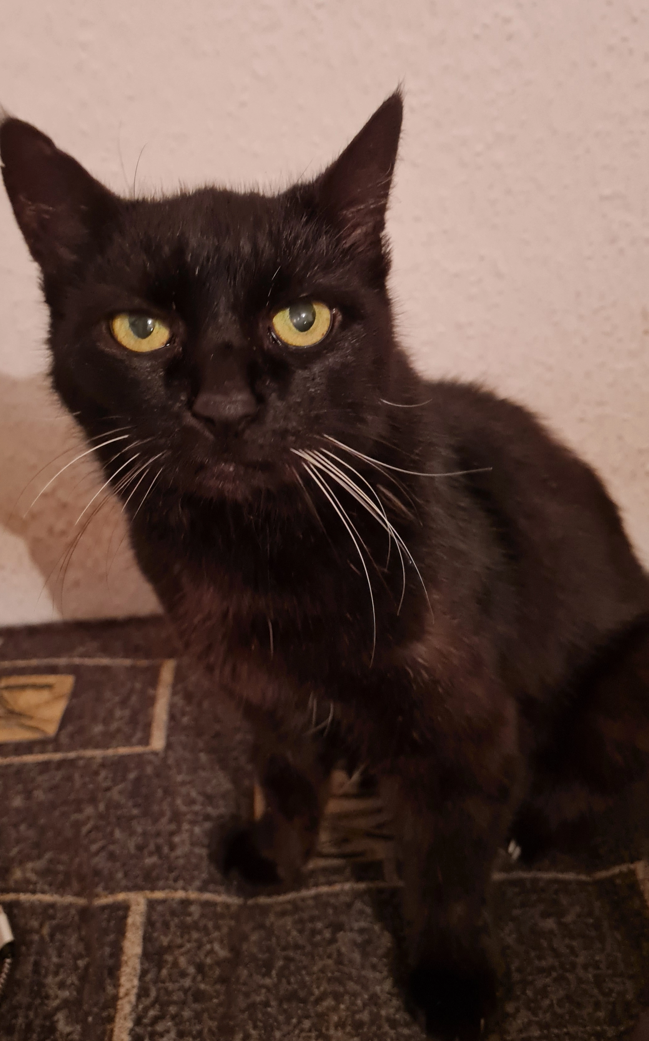 Stella - Neckarburg, Neckartenzlingen