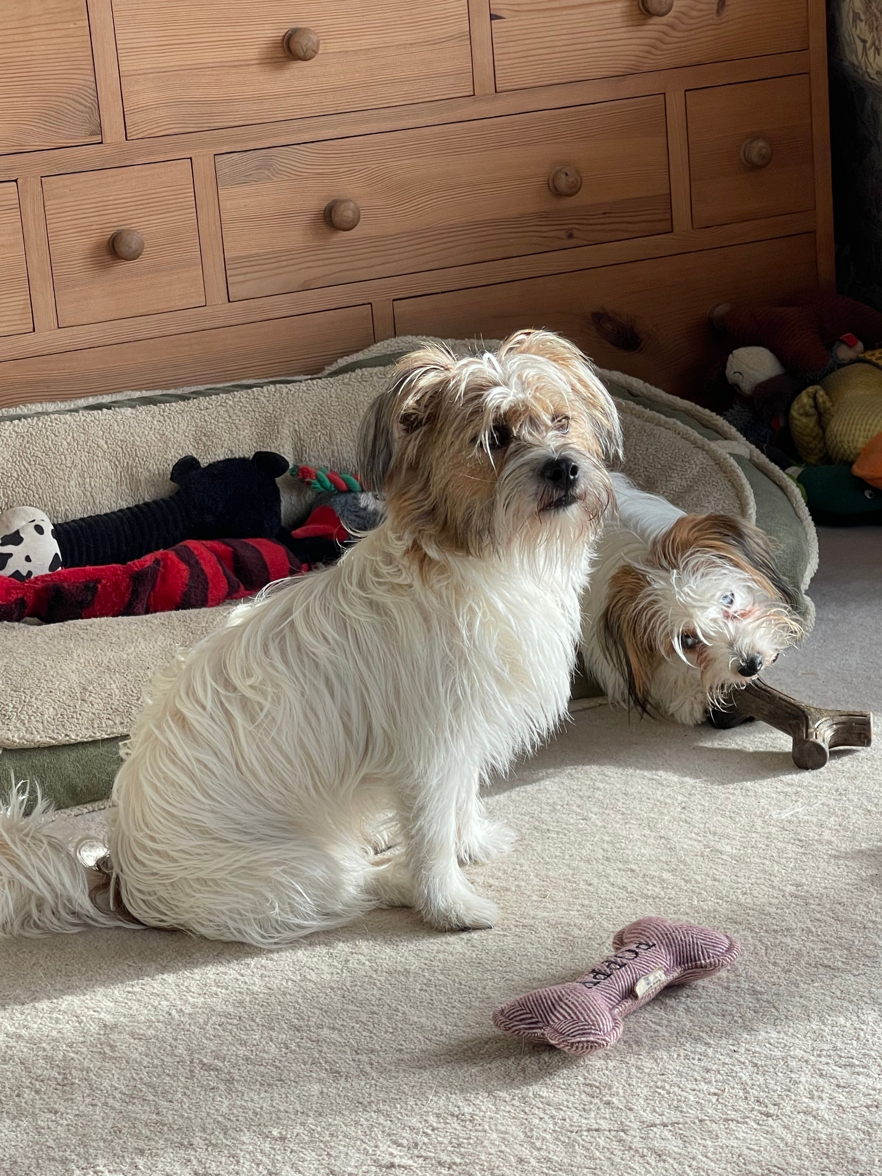 Poppy - Bury's Bank Road, Thatcham