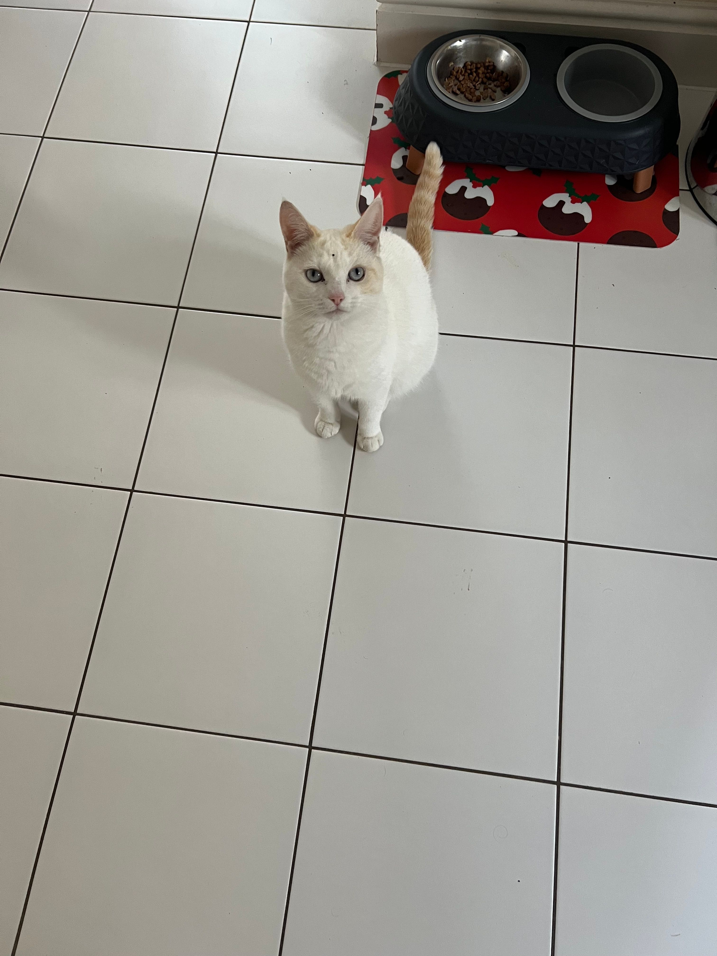 Ness - Maes Yr Eithin, Bridgend