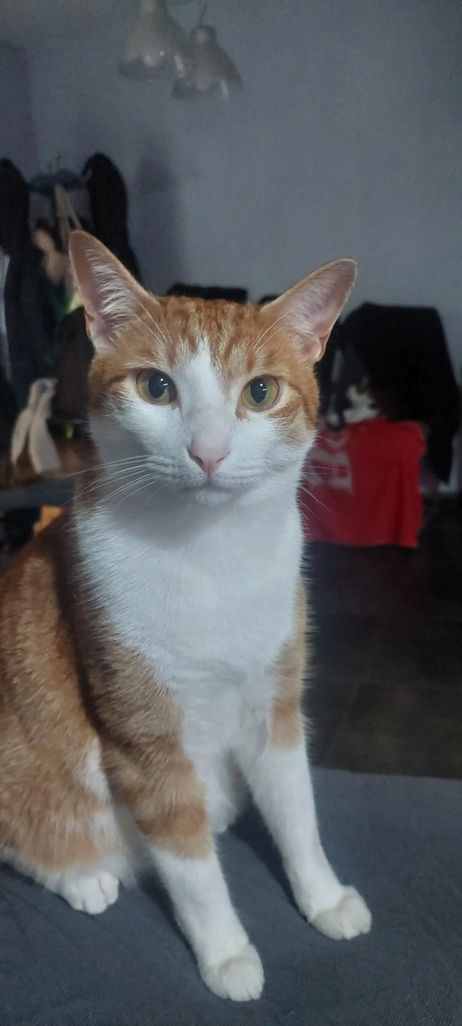 PIPI - Cl Mayor - Pedrera, Dénia