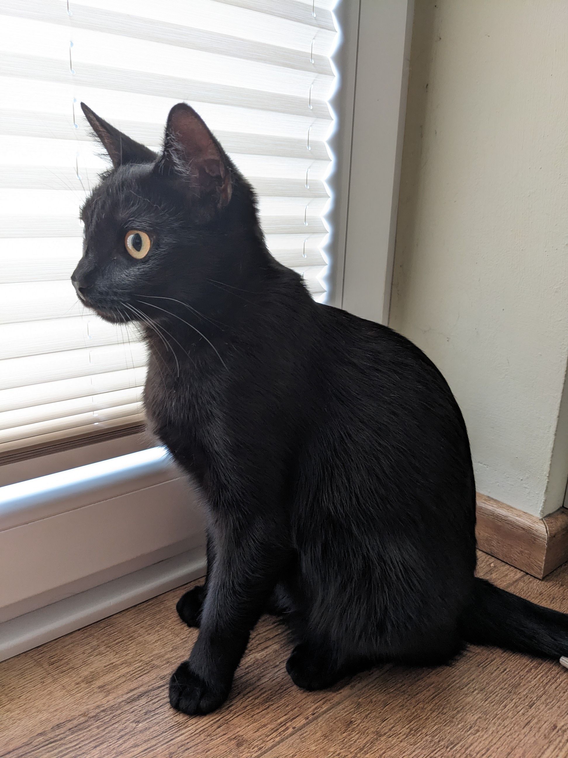 Loki - Kastanienweg, Roggentin