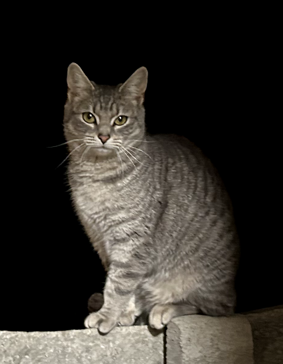 Gray - Sóska utca, Budapest