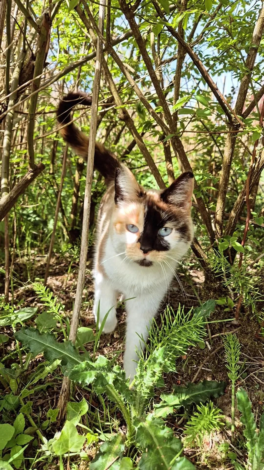 Pantoufle - Rue Ternia, Ittre