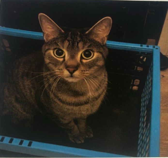 Sammy  - Klettenweg, Erfurt