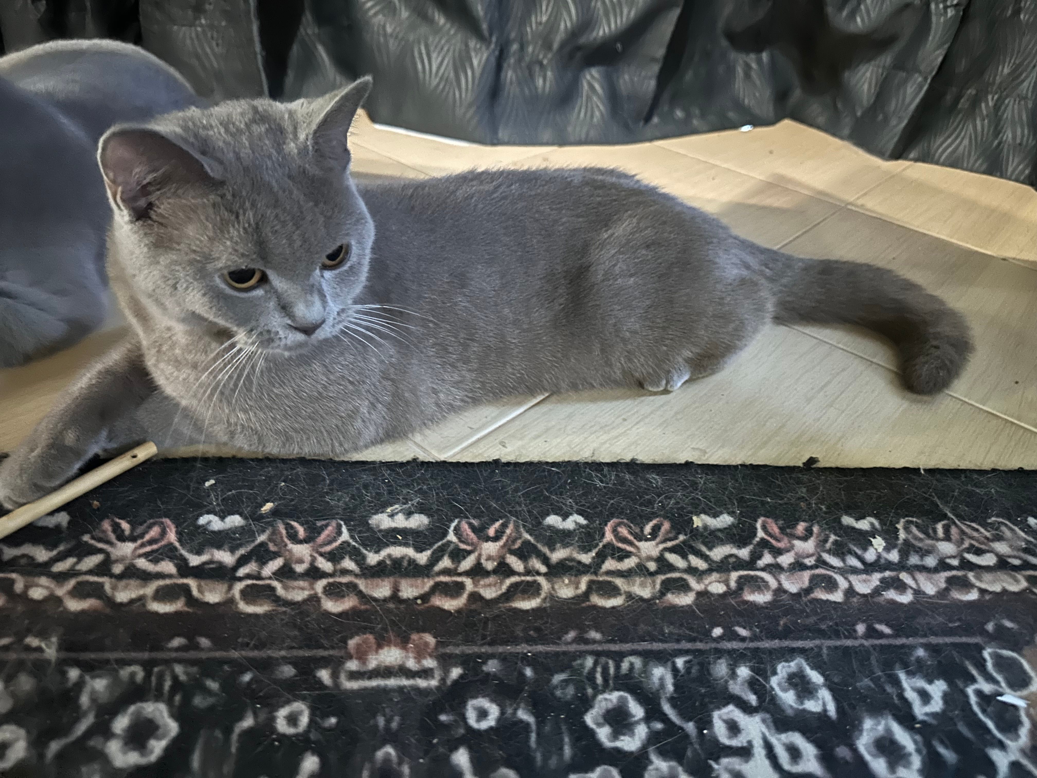 Princess - 16100, Kota Bharu