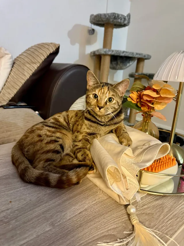 Luna - Middle Park Avenue, London
