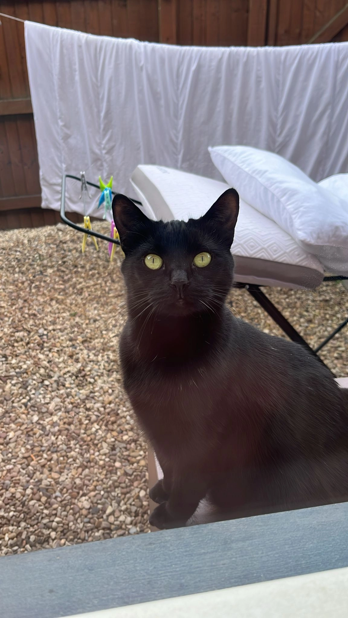 Daisy - South Drove, Spalding