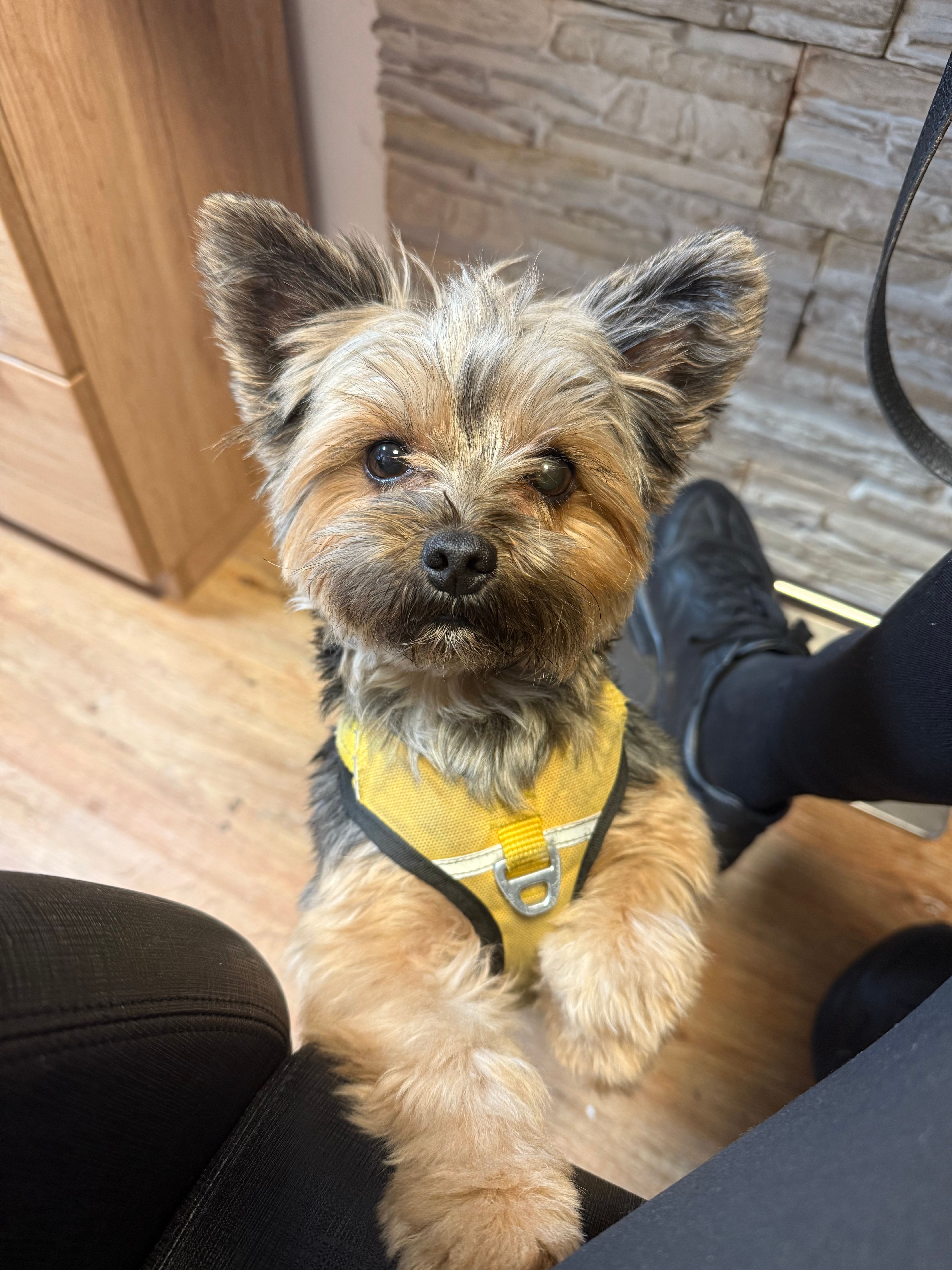 Lilly - Lindwurmstraße, München