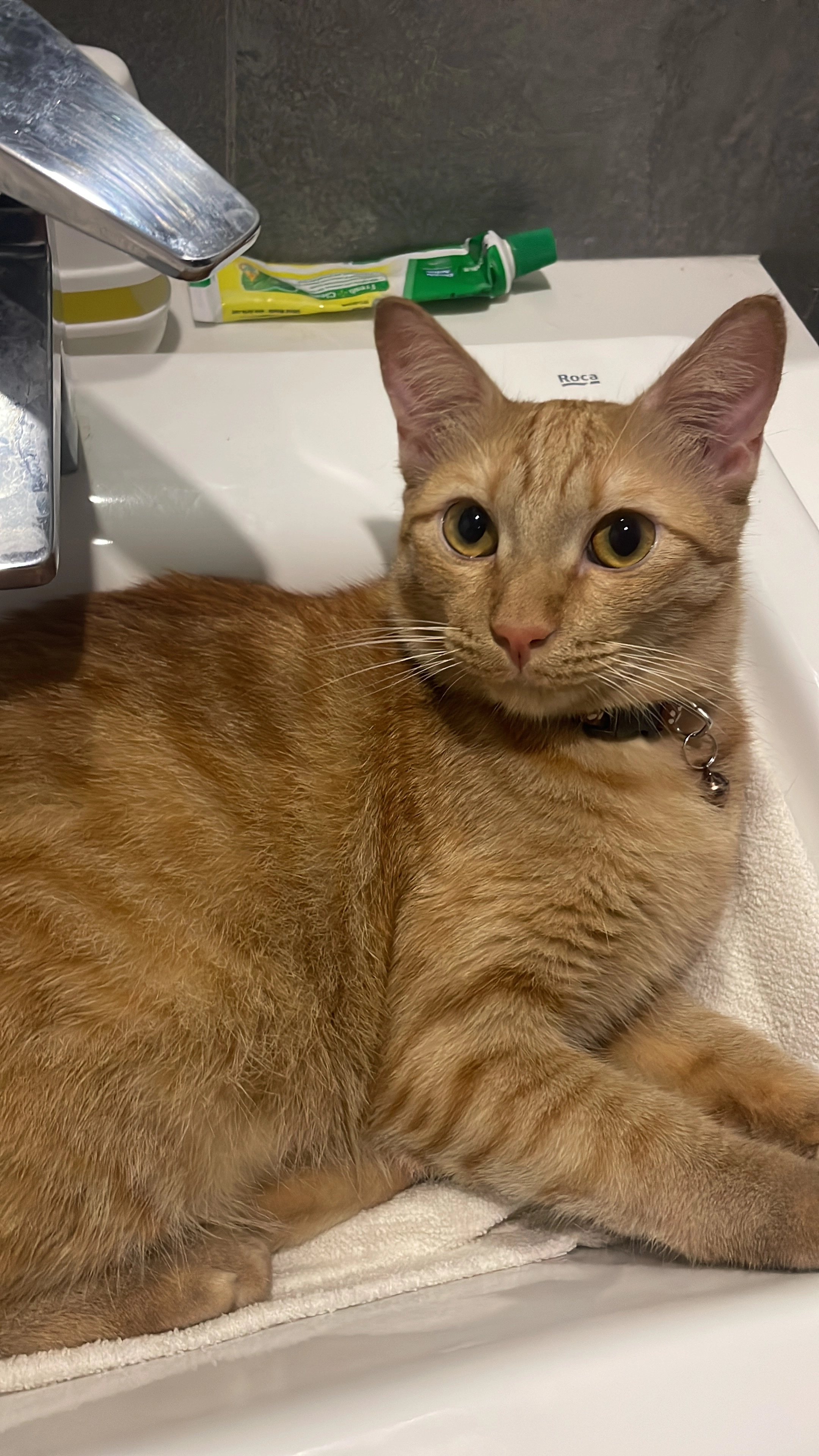 Ginger - 43300, Seri Kembangan