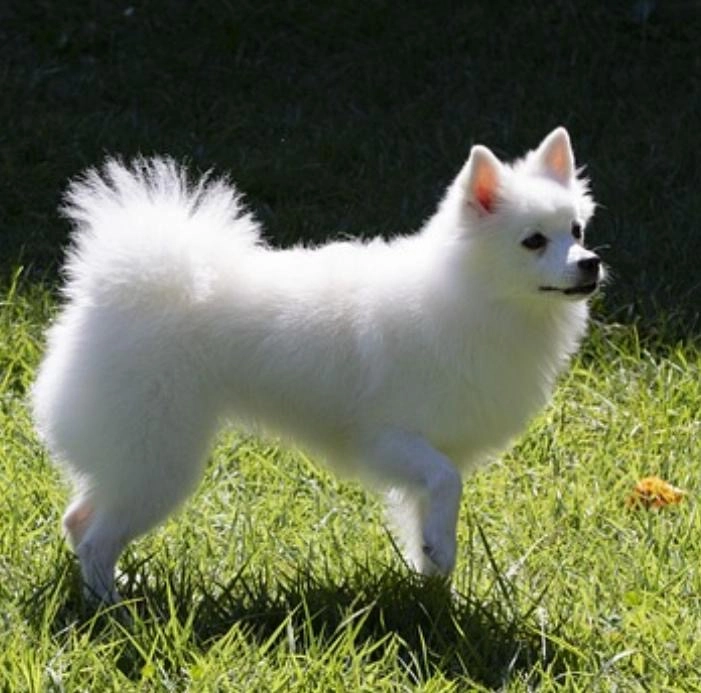 Hawaï  - Allée De La Tarasque, Tarascon