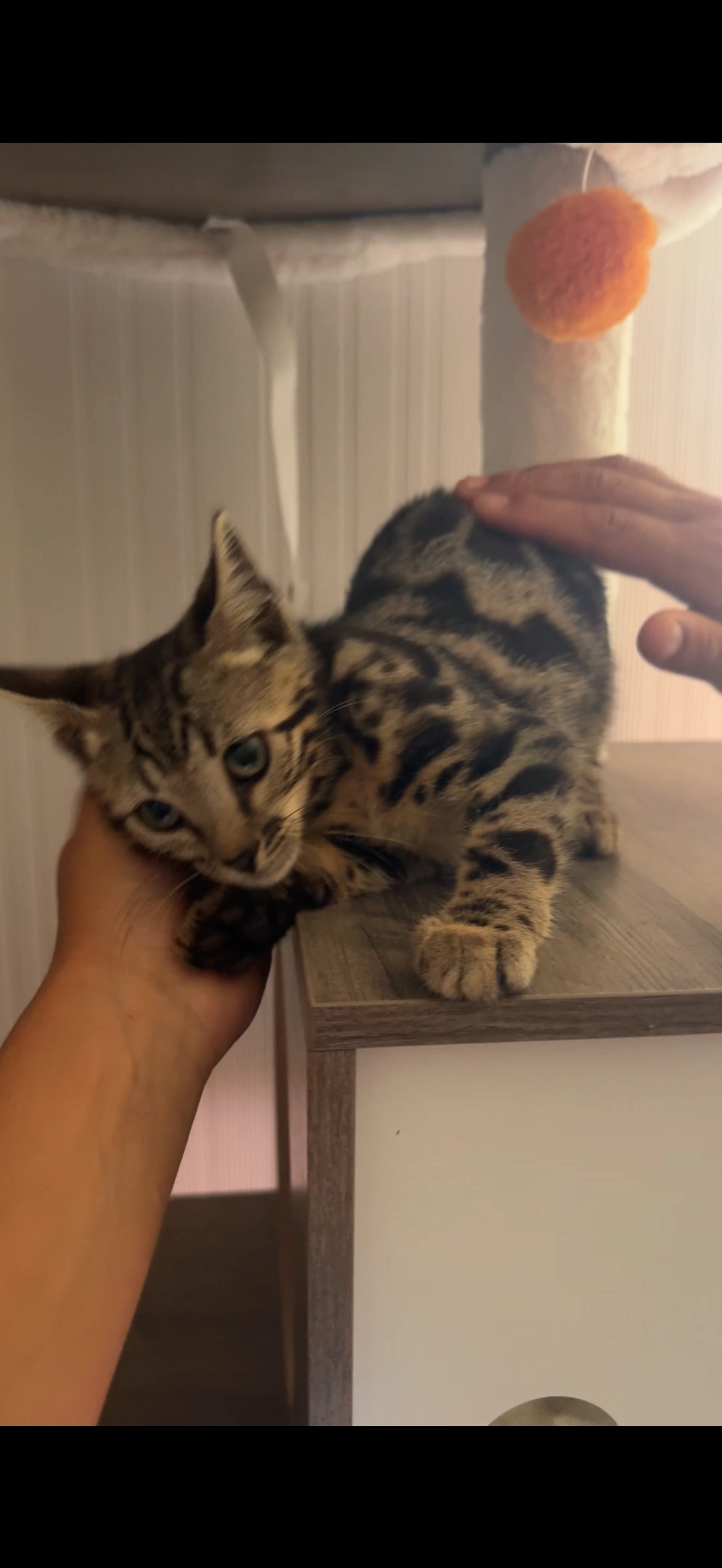 Arya - 29 Rue d'Aimavigne, Jongieux