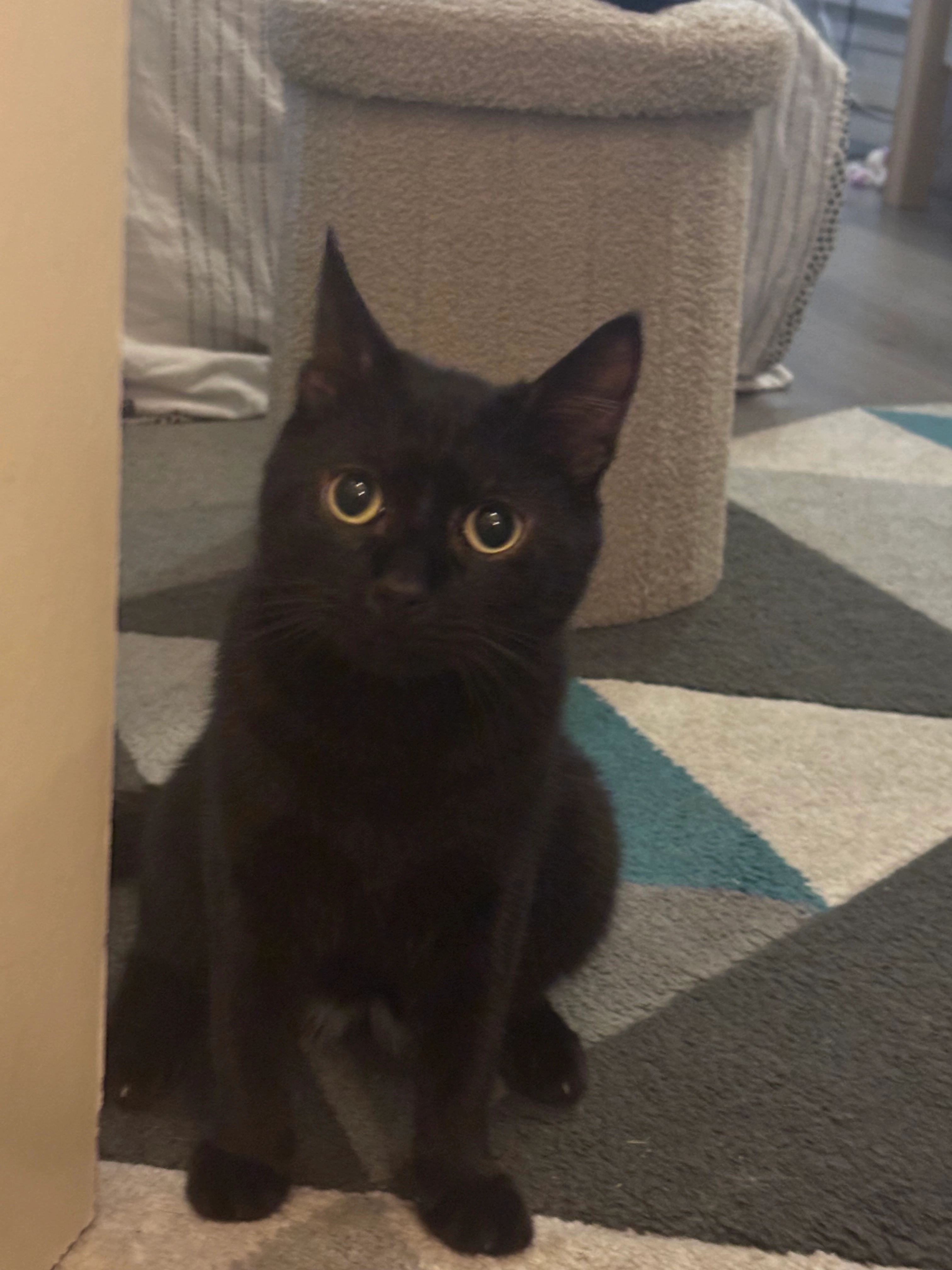 Zorro - Impasse de la Barrière, Pelousey