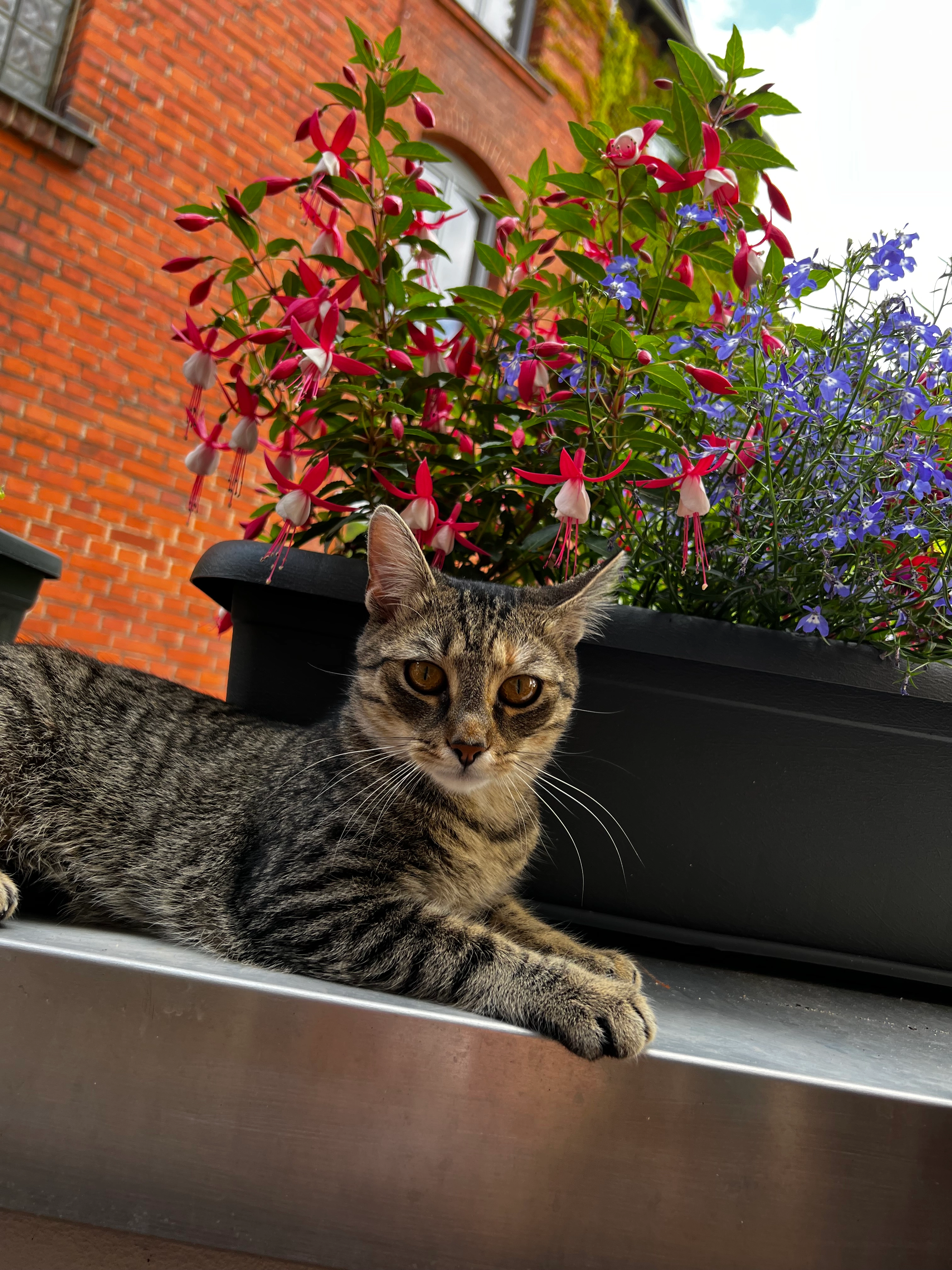 Athena - Gustav-Hirschfeld-Ring, Coburg