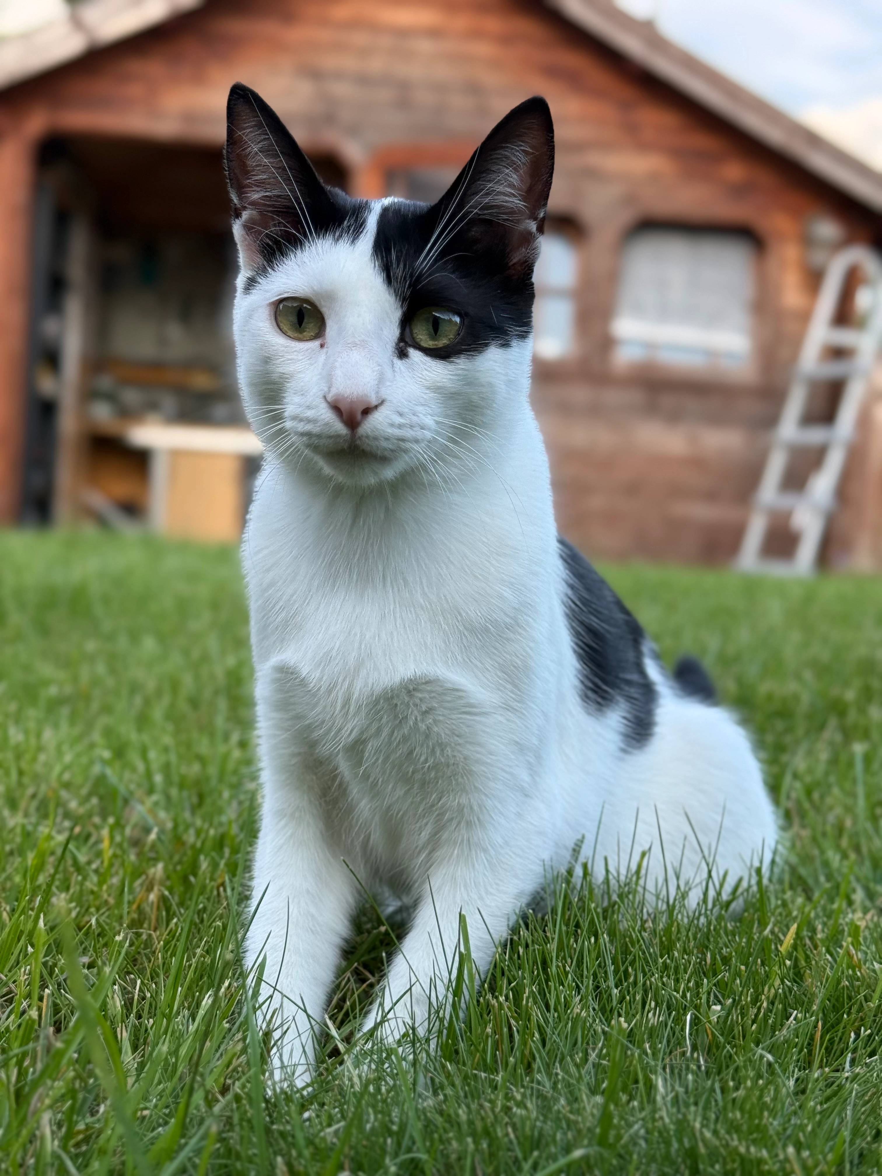 Barny  - Ritterstraße, Mönchengladbach