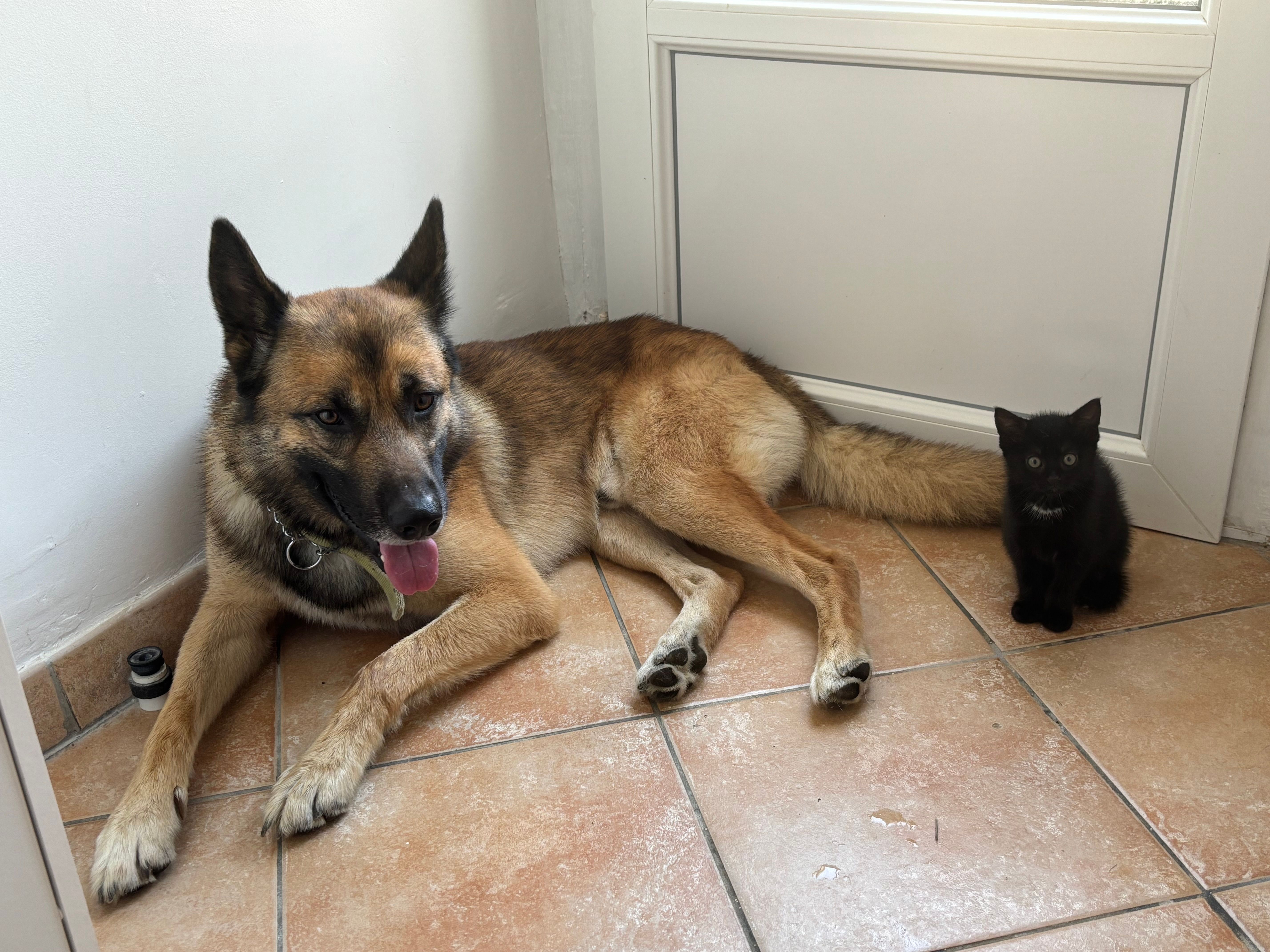 Saikho  - D 19, Tours-sur-Marne