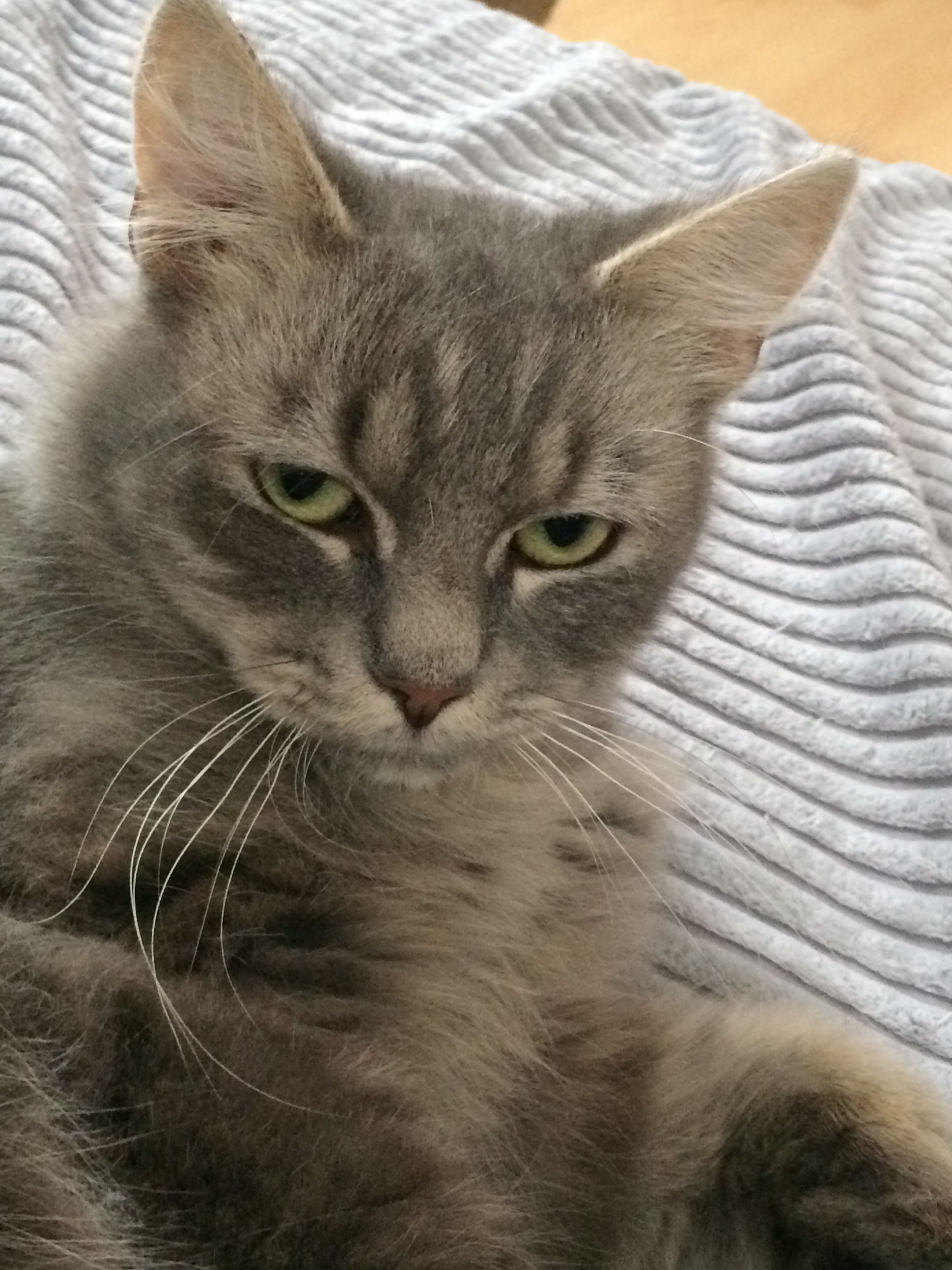 Findus - Rheinallee, Stuhr