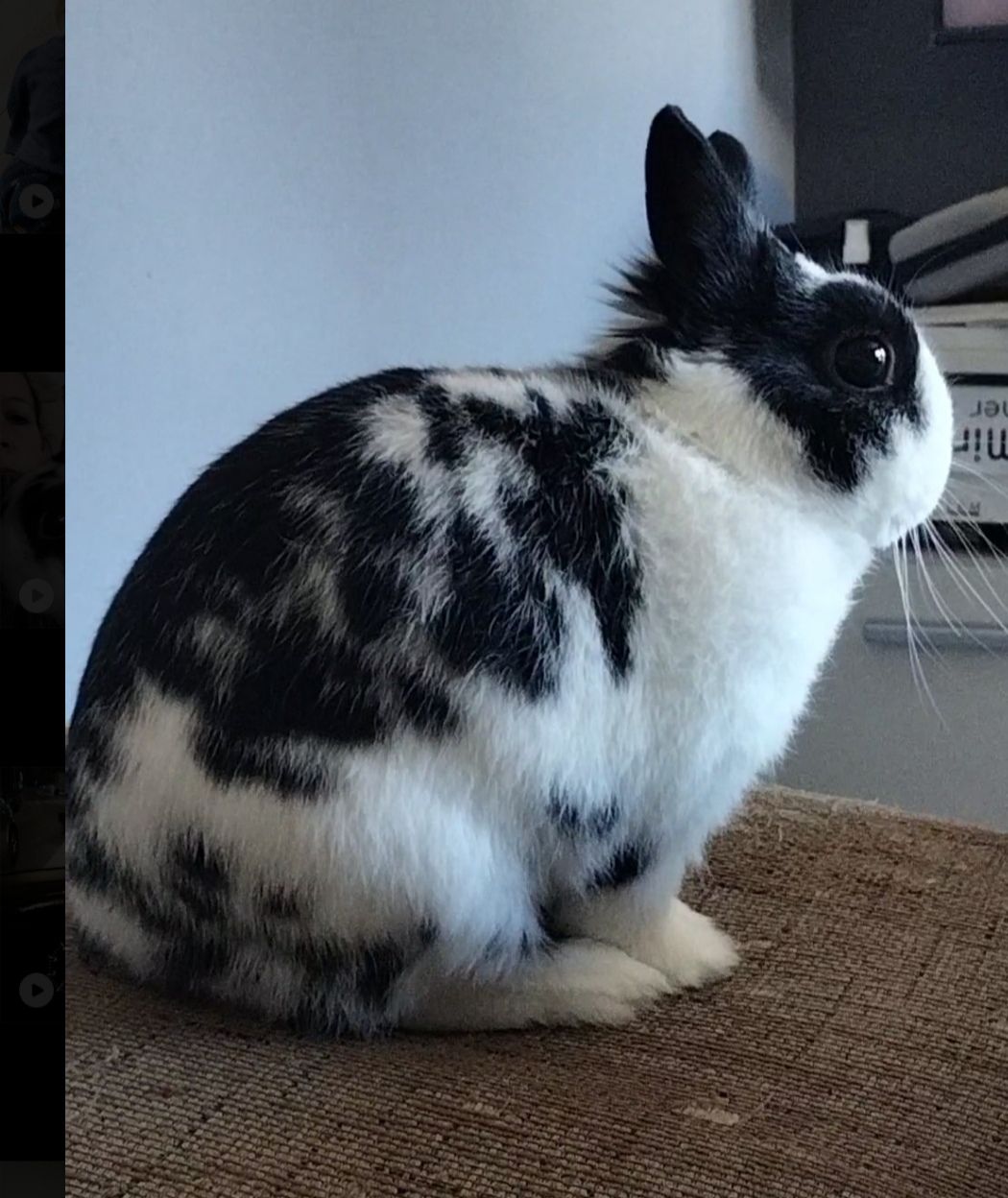 Shelinton - Camiño Fonteiriñas, Poio