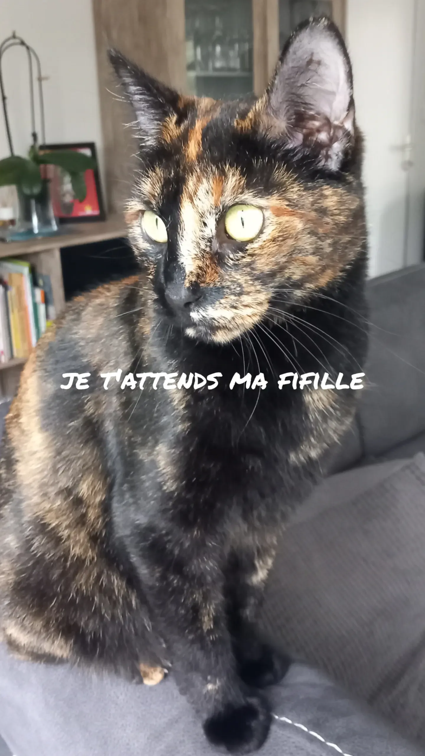 Chipie - 112 La Haute Hantrie, La Bernardière